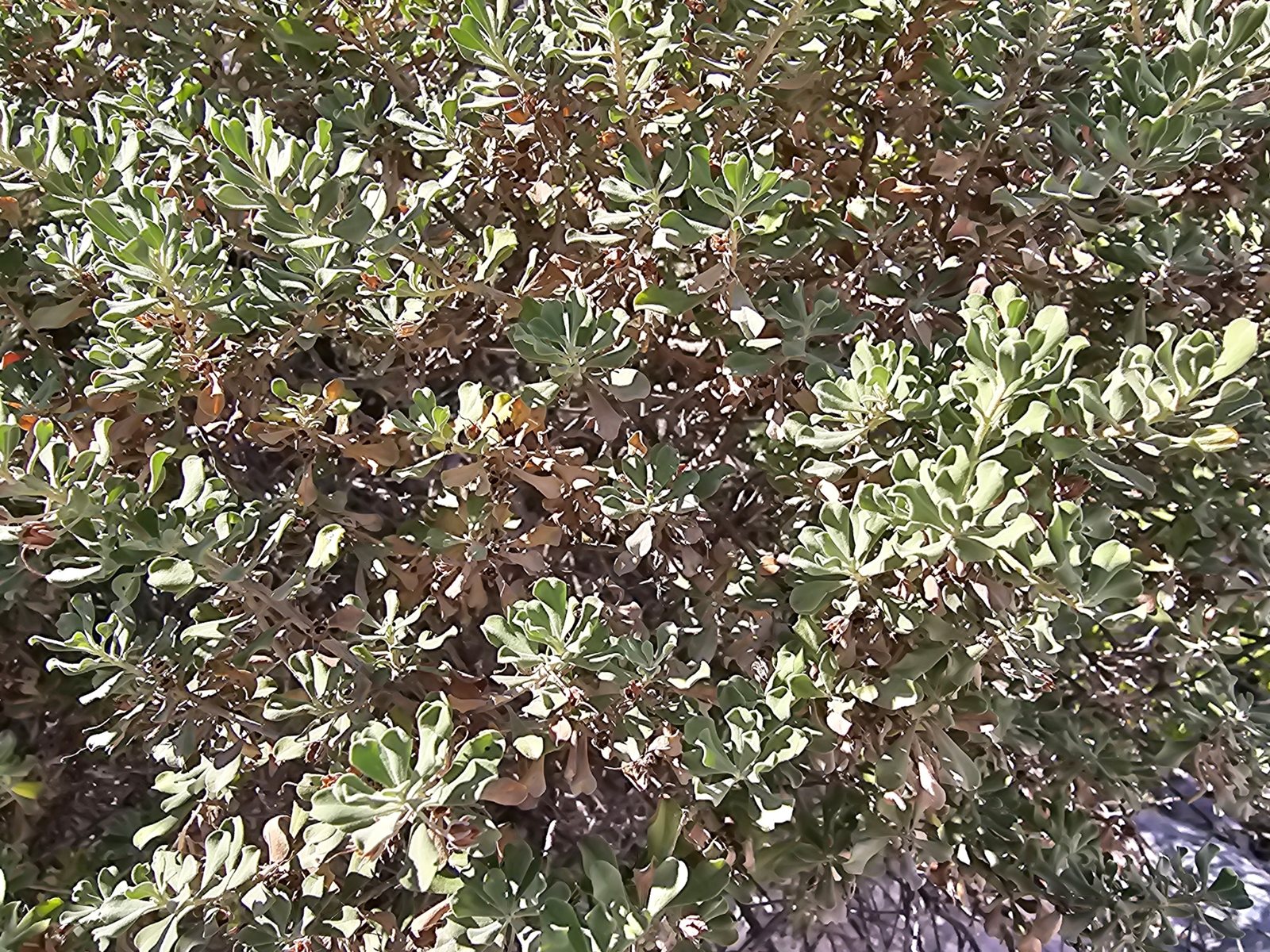 Cimarron sage