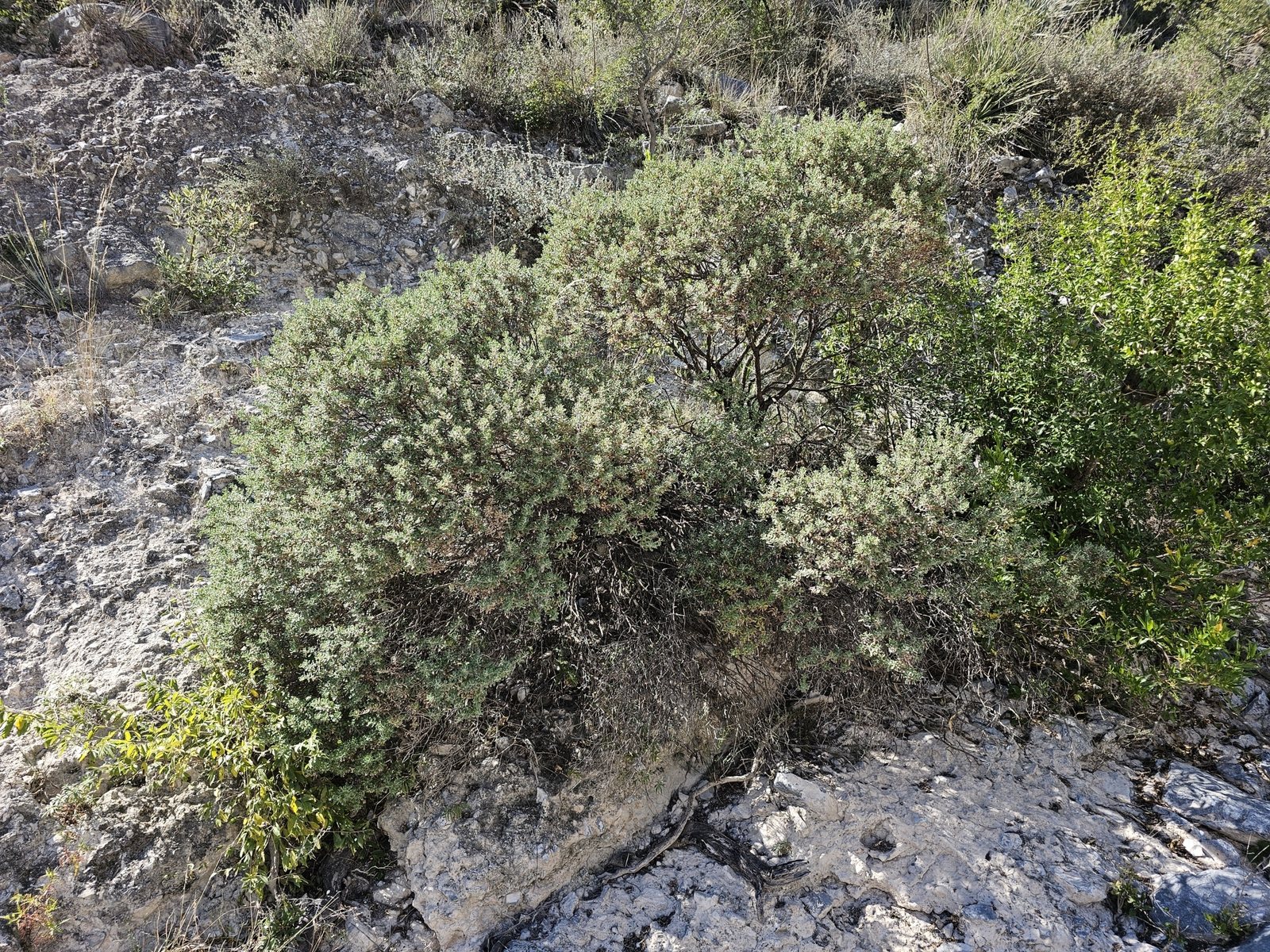 Cimarron sage