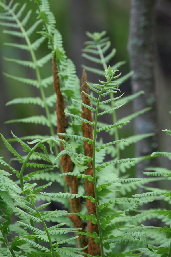Cinnamon fern