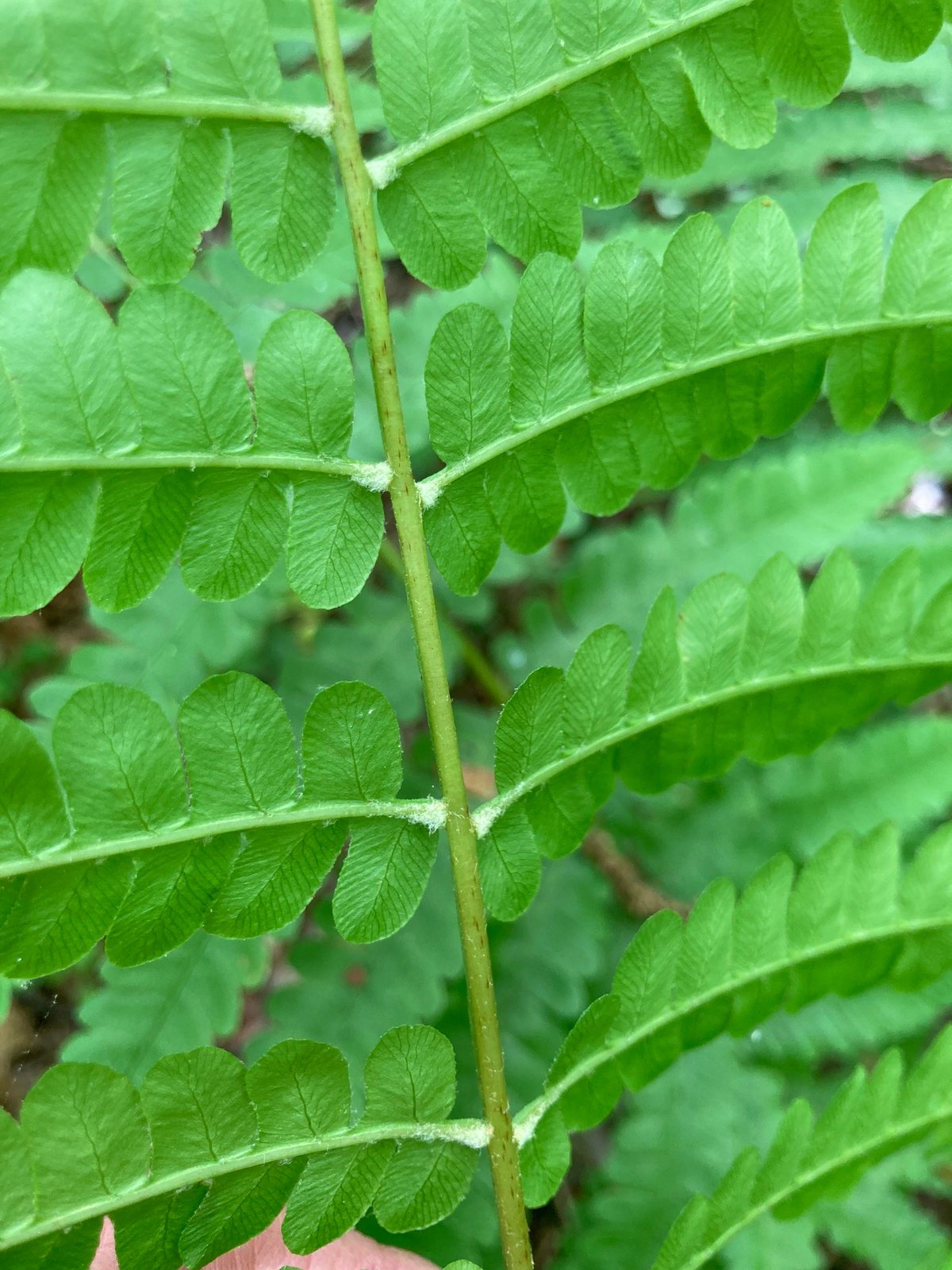 Cinnamon fern