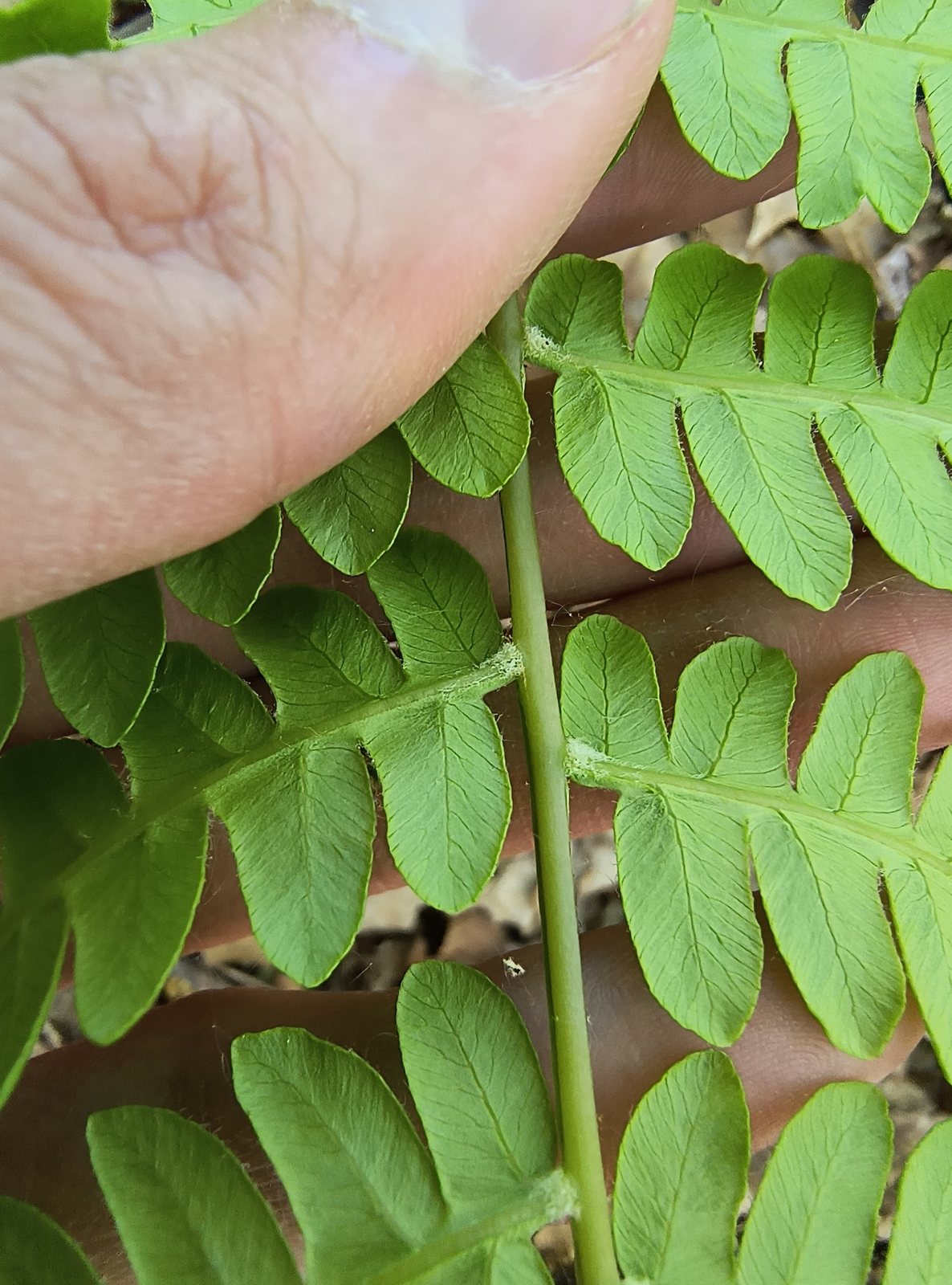 Cinnamon fern