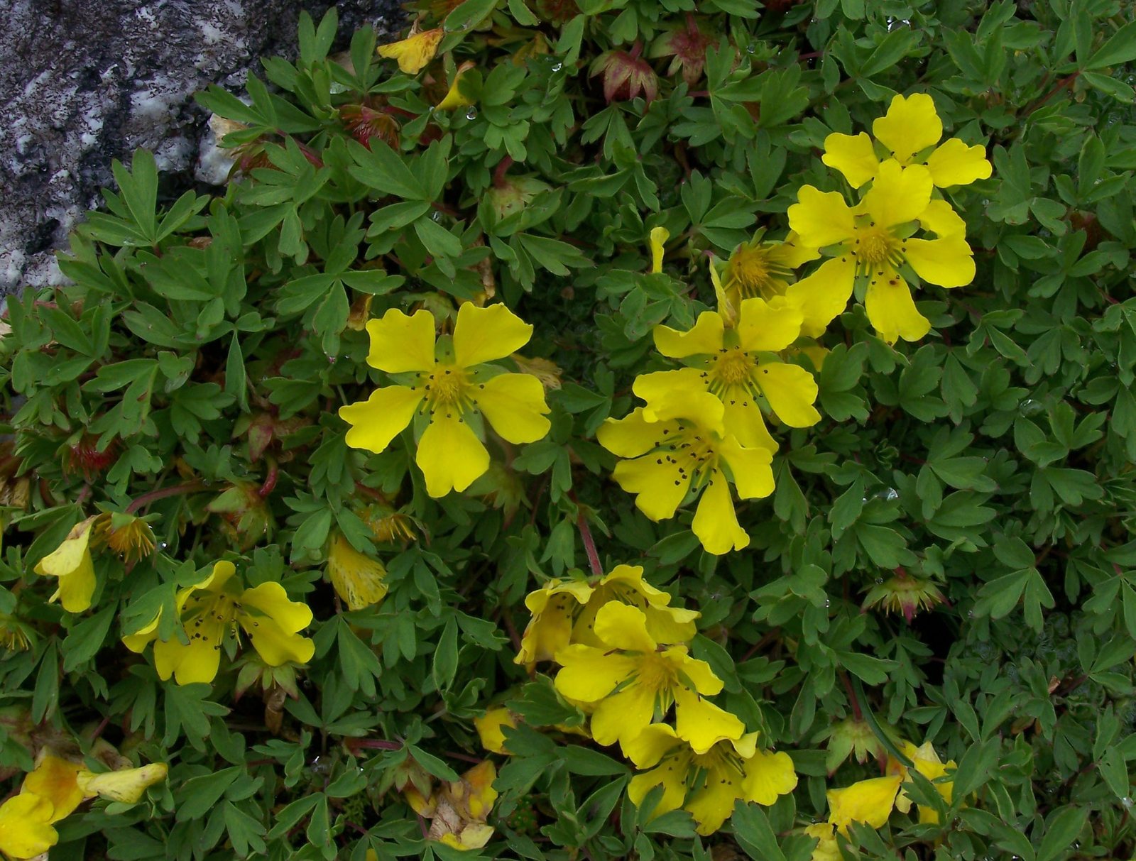 Cinquefoil 'Gibson's Scarlet'