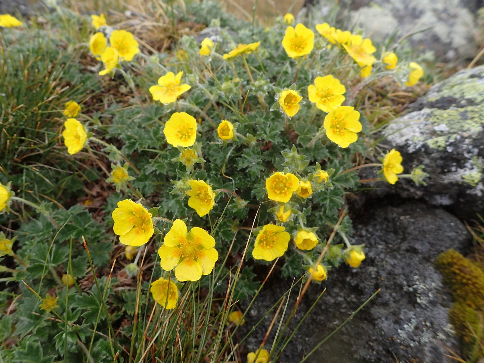 Cinquefoil 'Gibson's Scarlet'