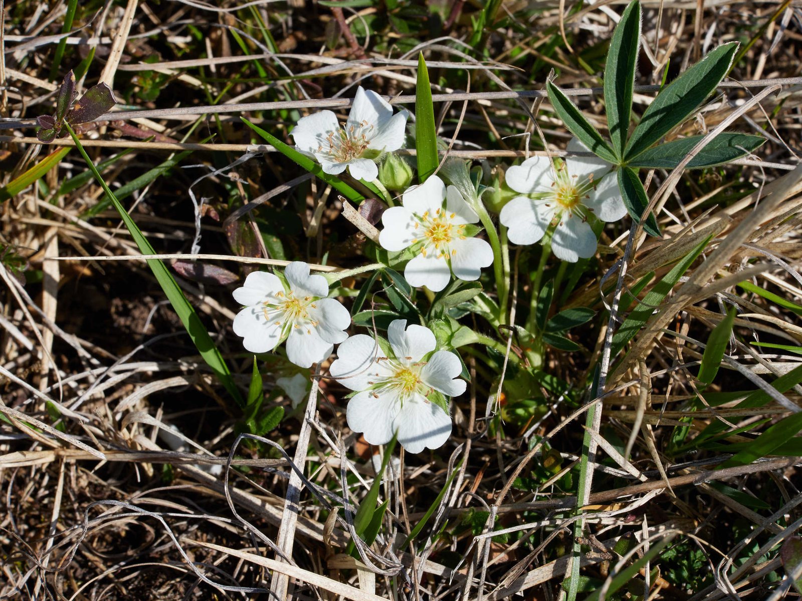 Cinquefoil 'Gibson's Scarlet'