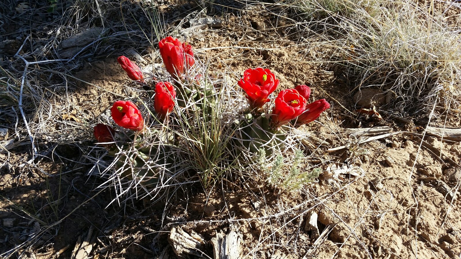 Claret cup cactus