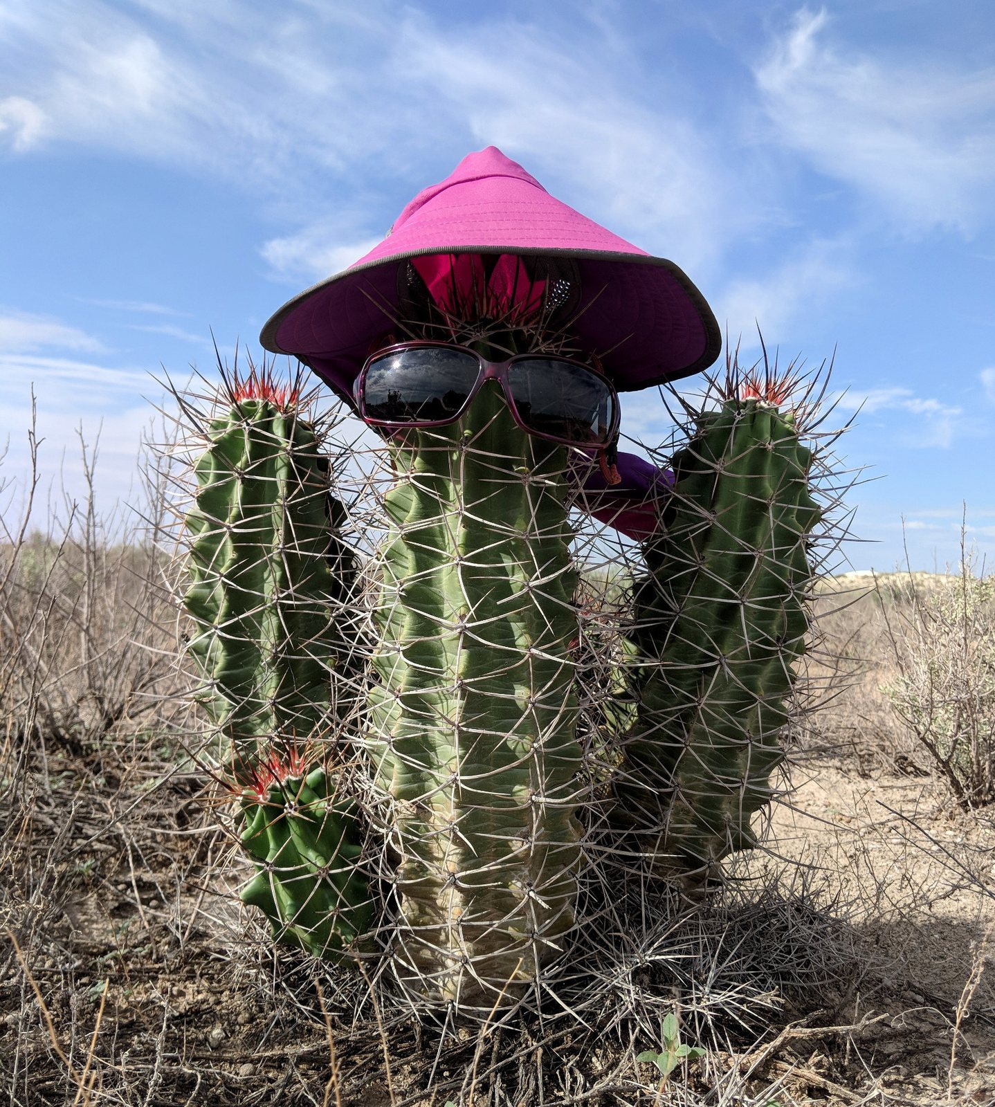 Claret cup cactus