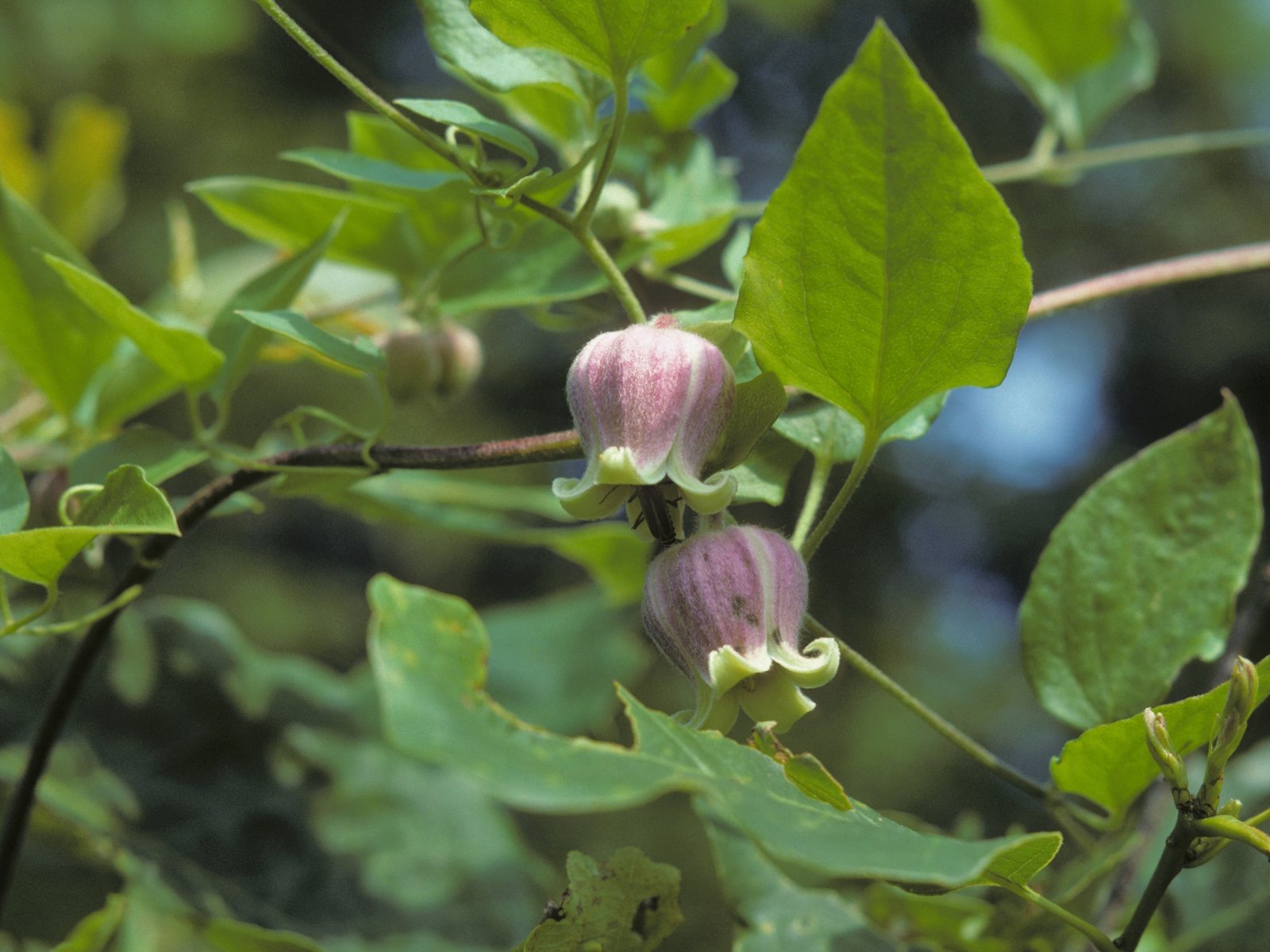 Clematis 'Nelly Moser'