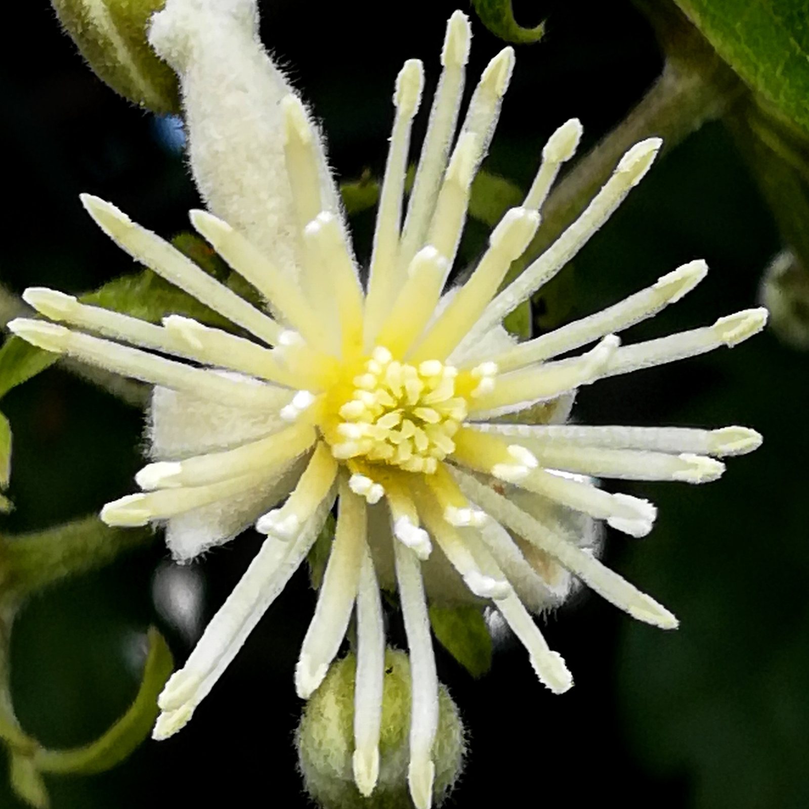 Clematis 'Princess Diana'