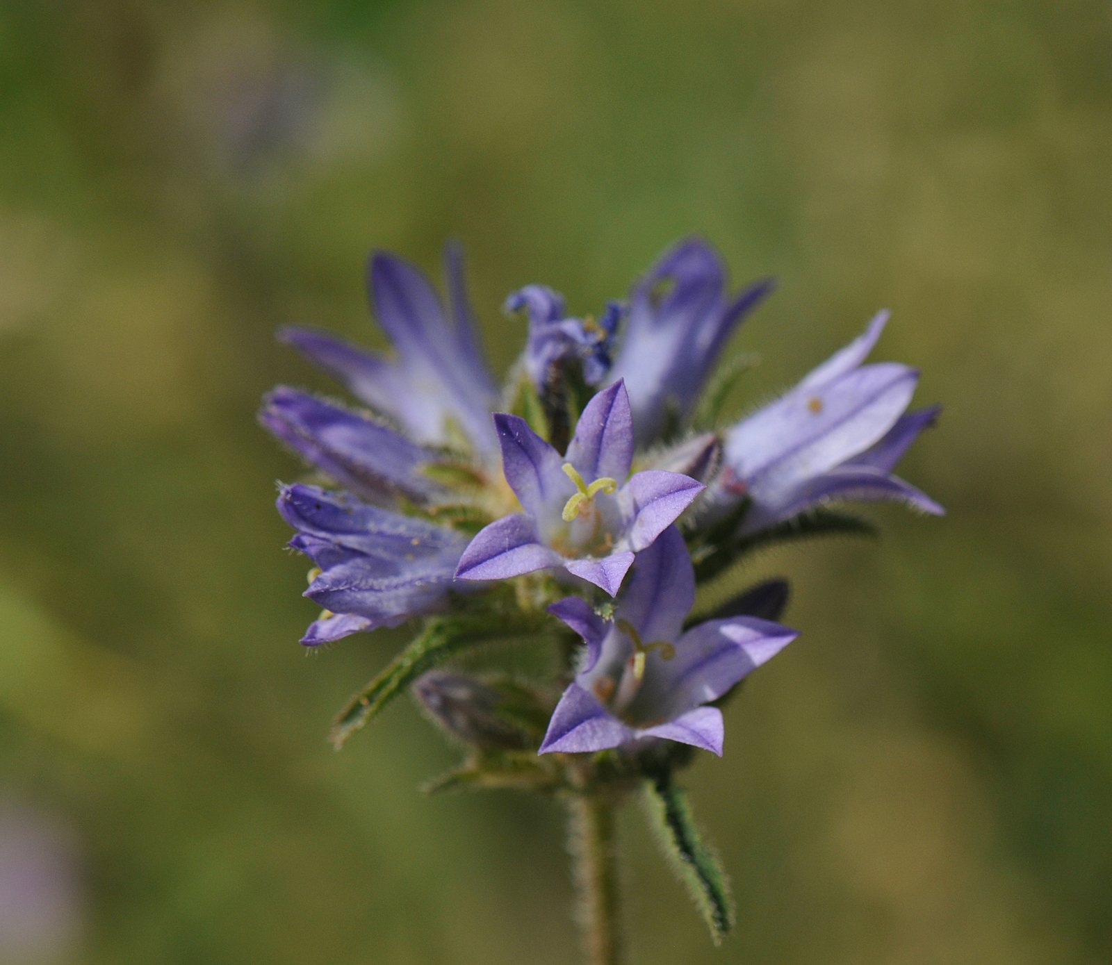 Clustered bellflower