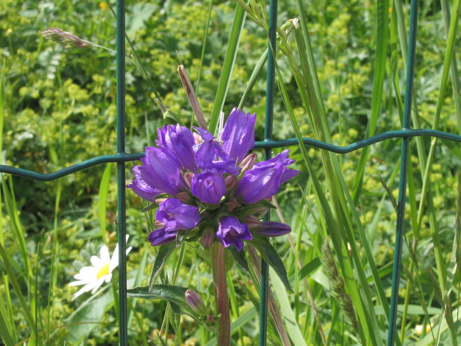 Clustered bellflower
