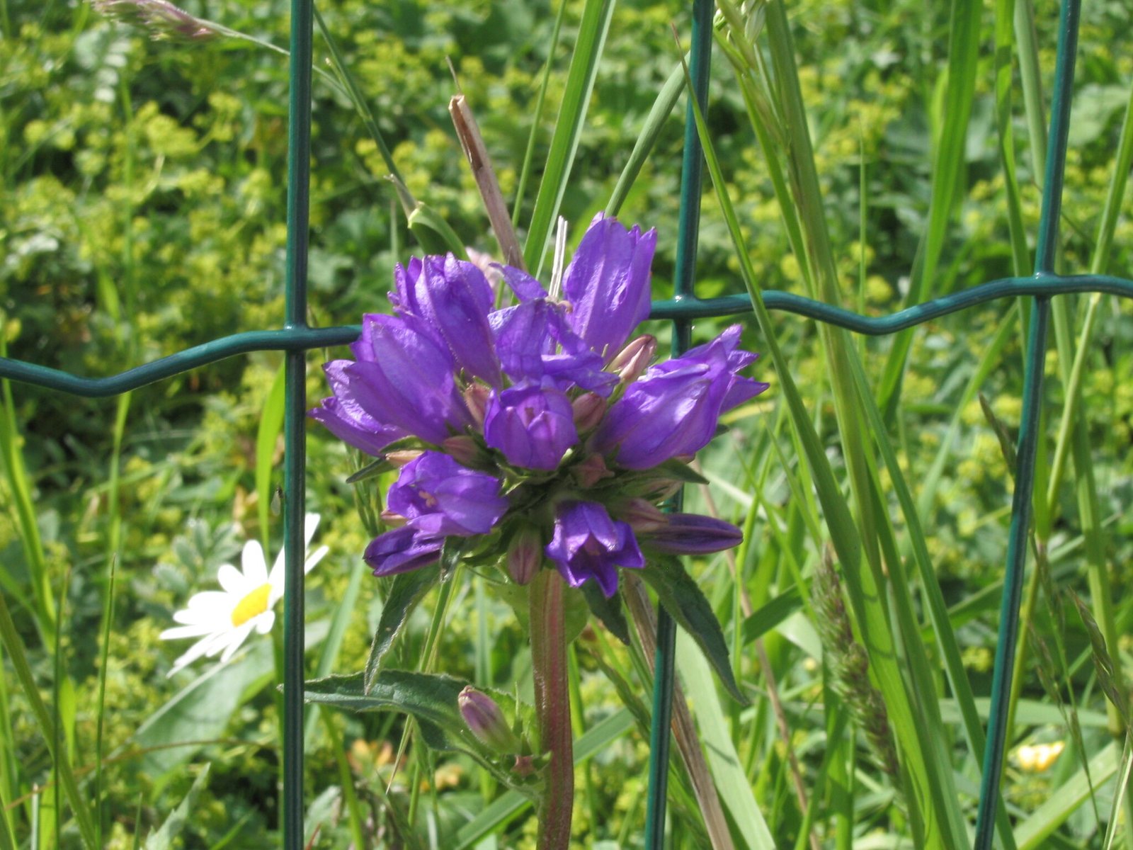 Clustered bellflower