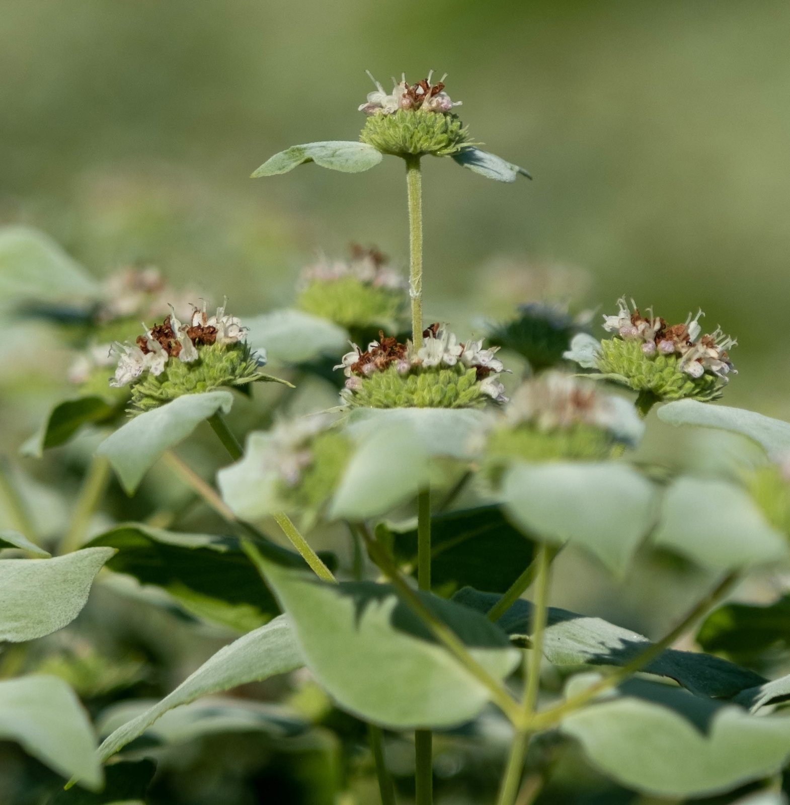 Clustered mountain mint
