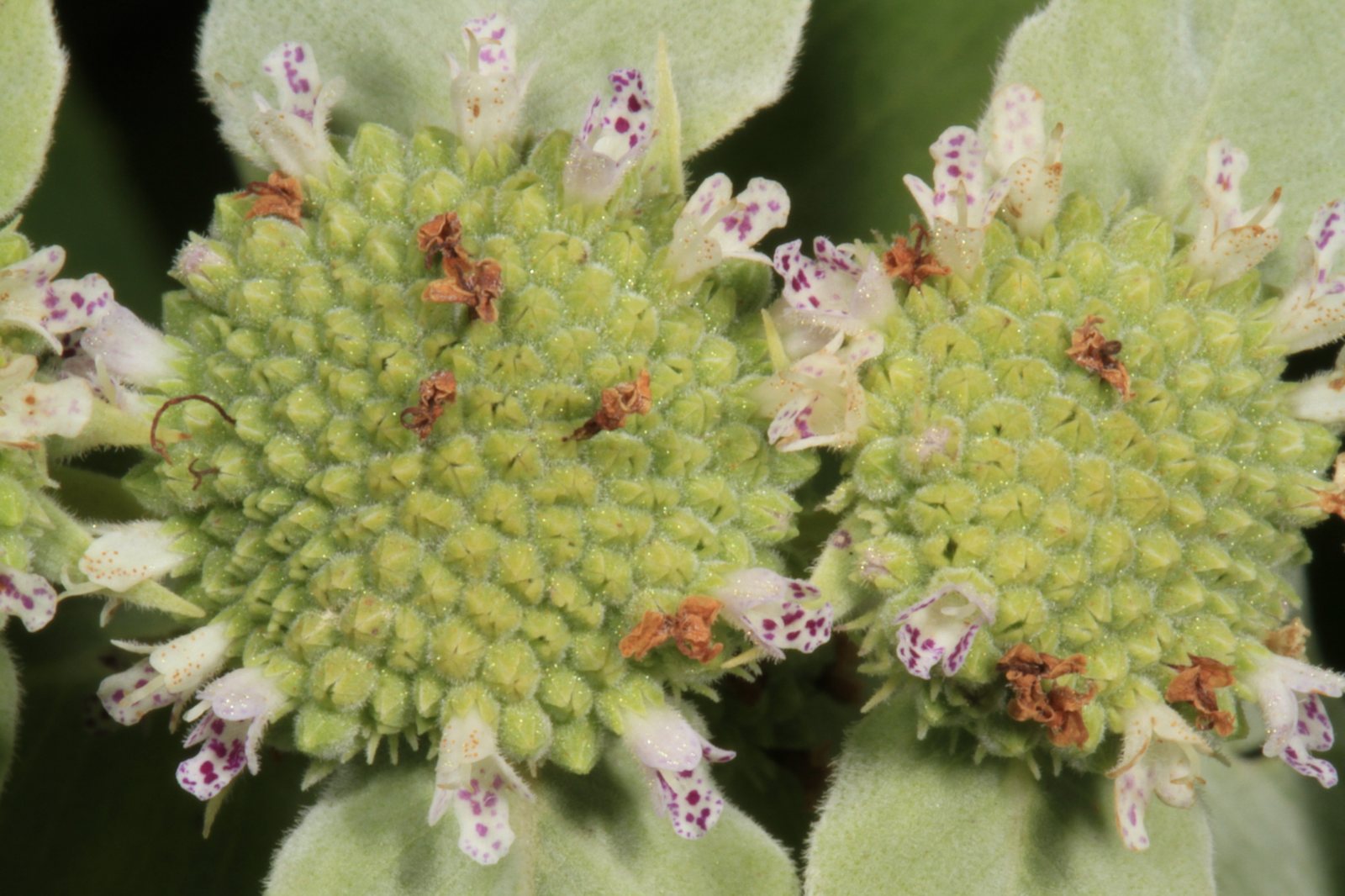 Clustered mountain mint