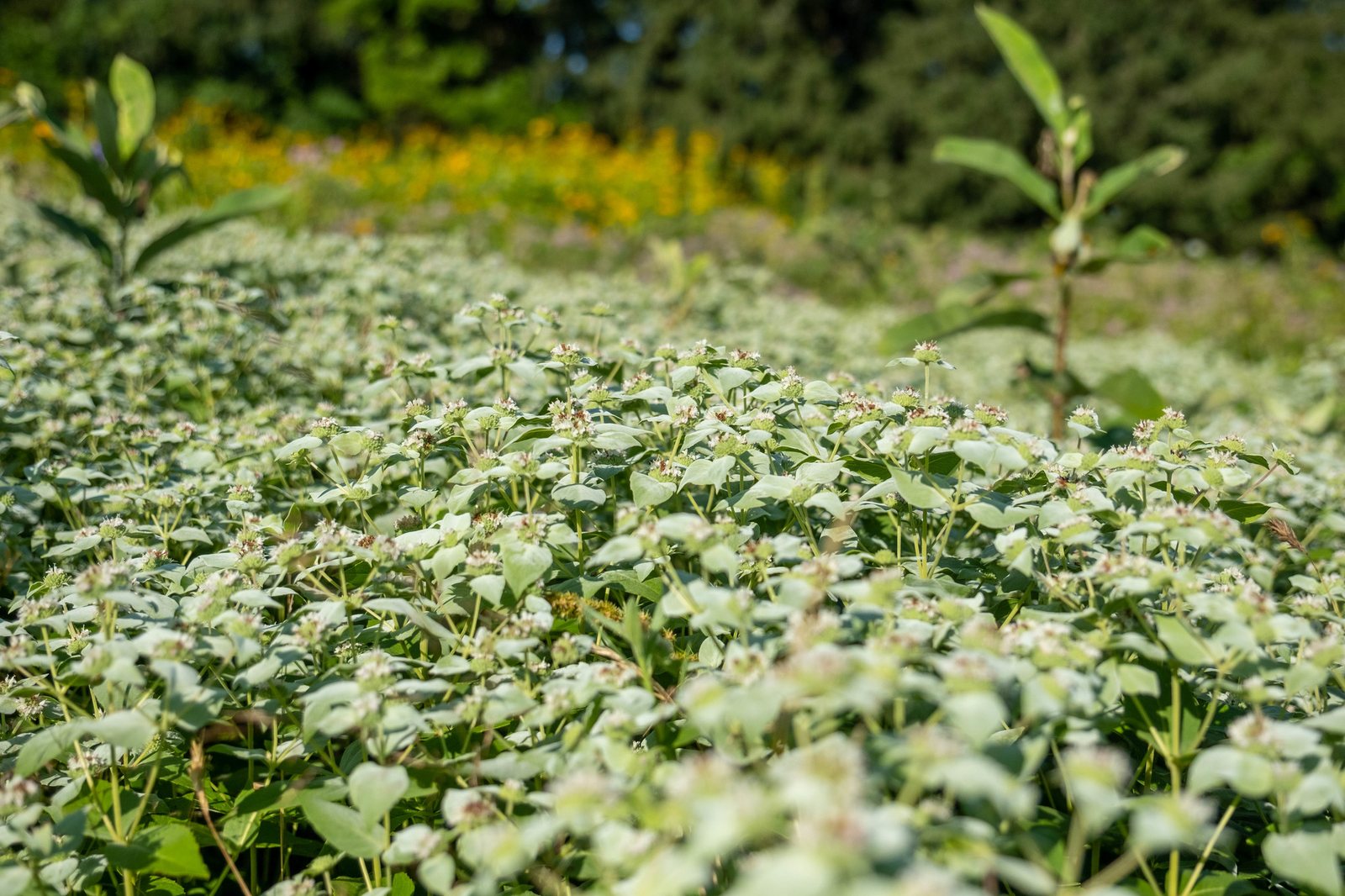 Clustered mountain mint