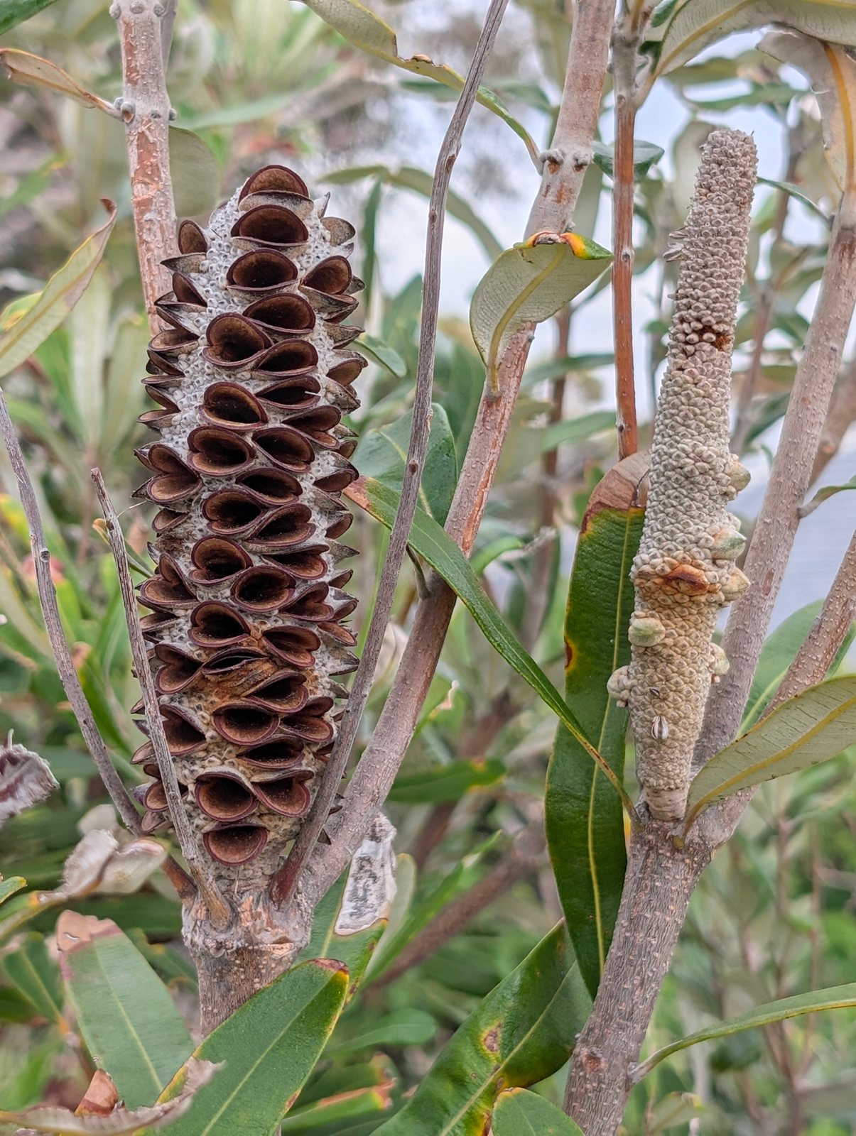 Coast banksia