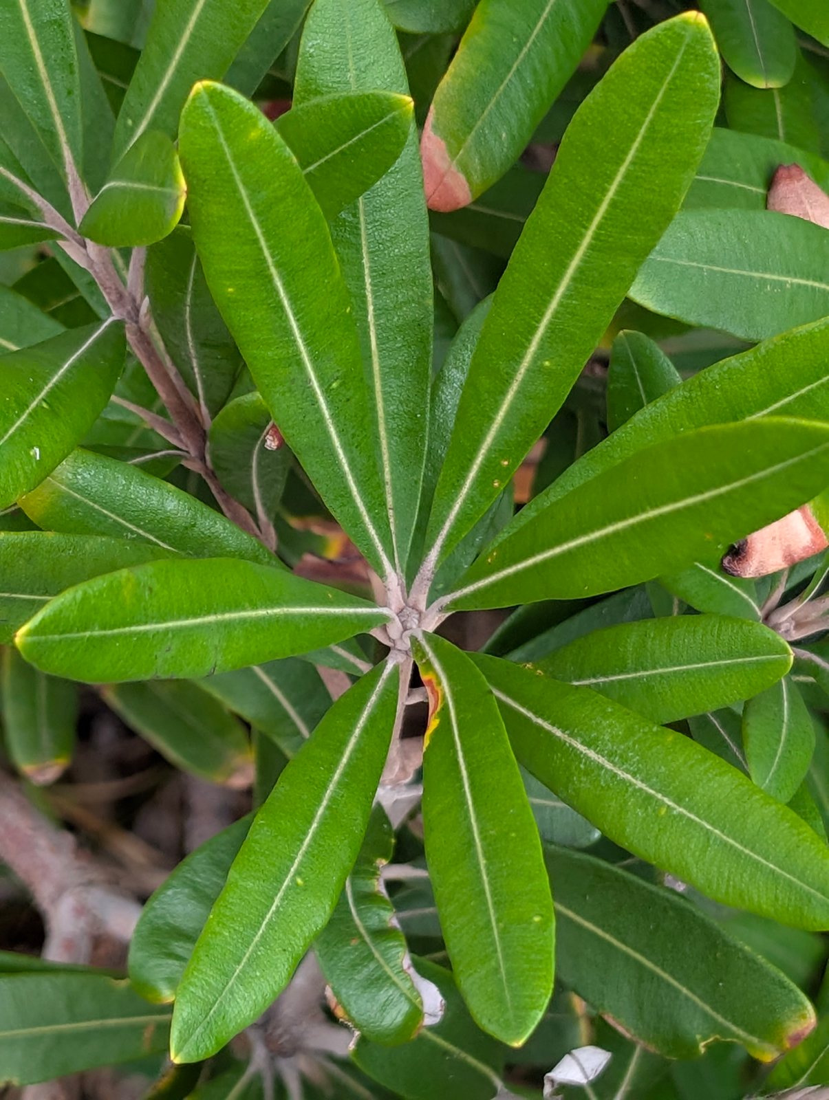 Coast banksia