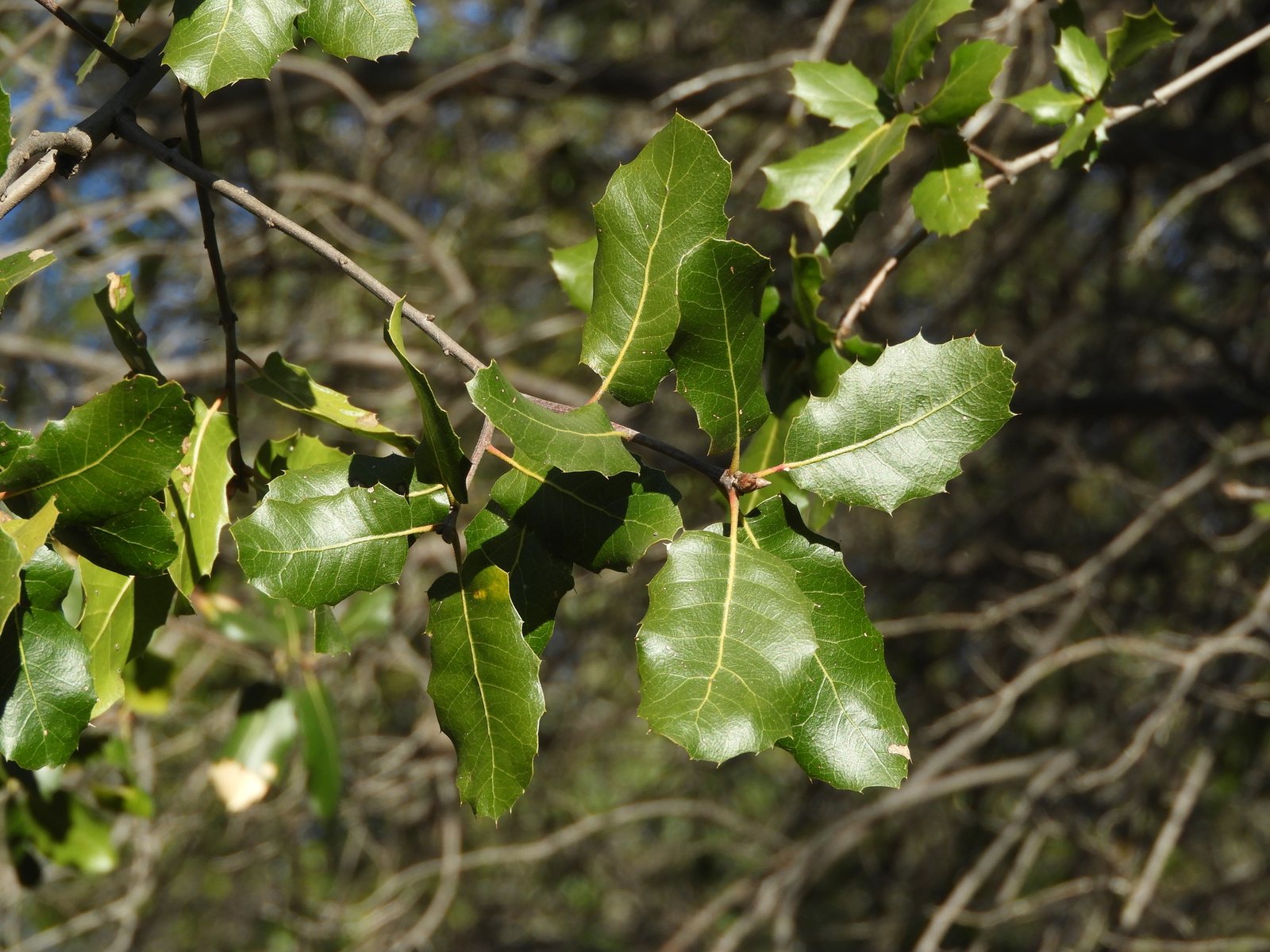 Coast live oak