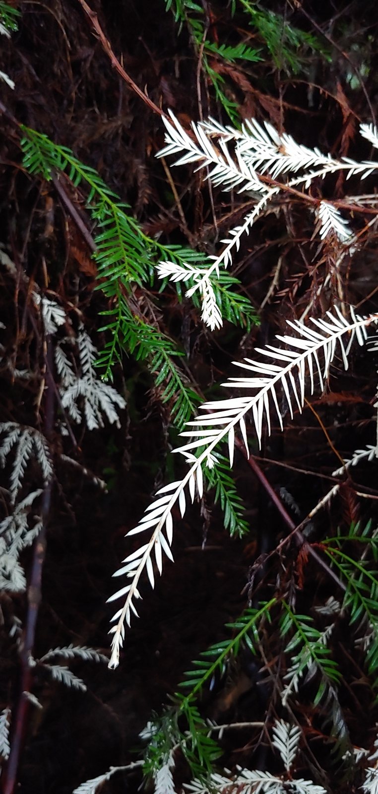 Coast redwood
