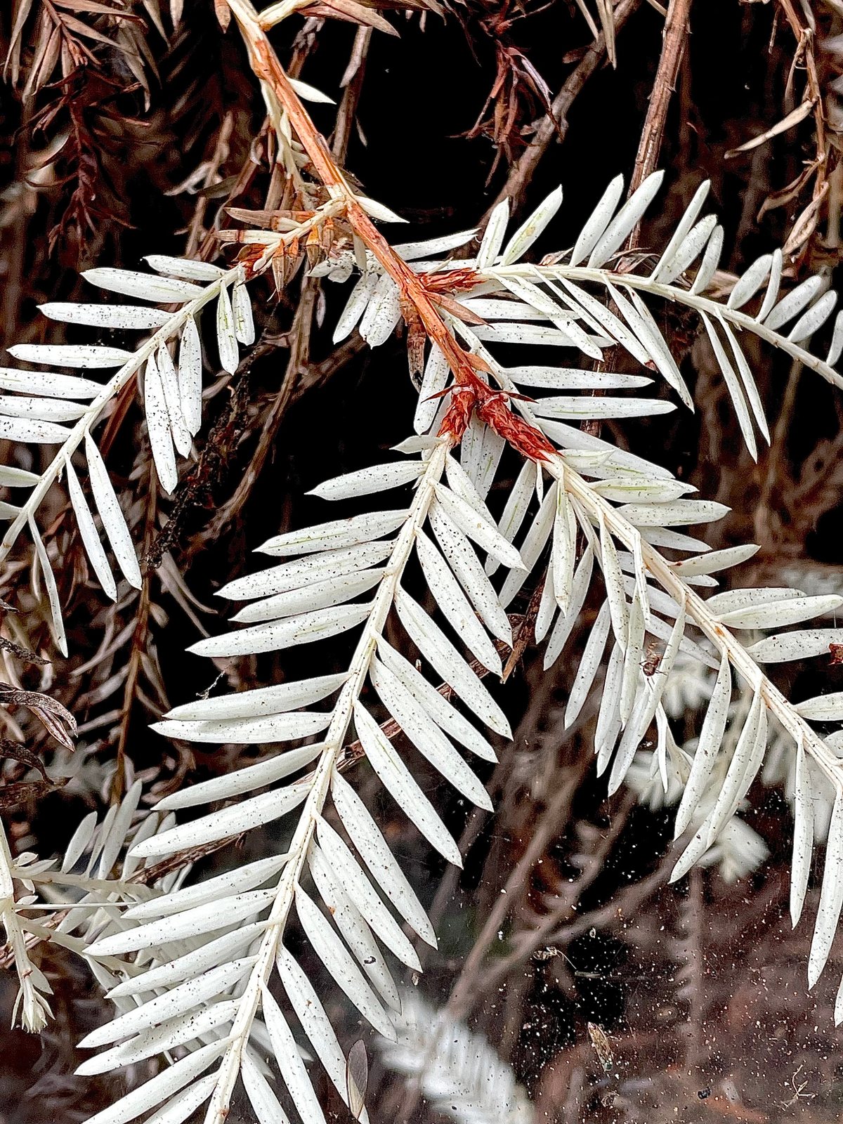 Coast redwood