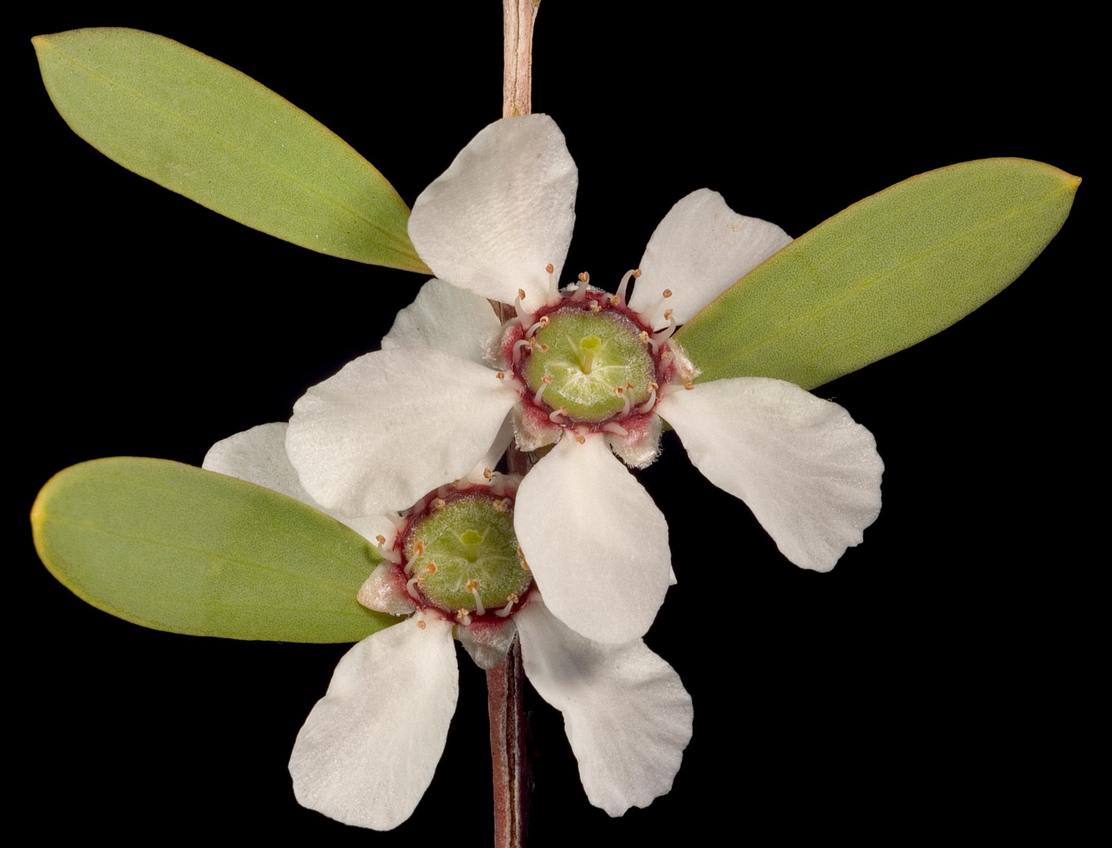 Coast tea tree