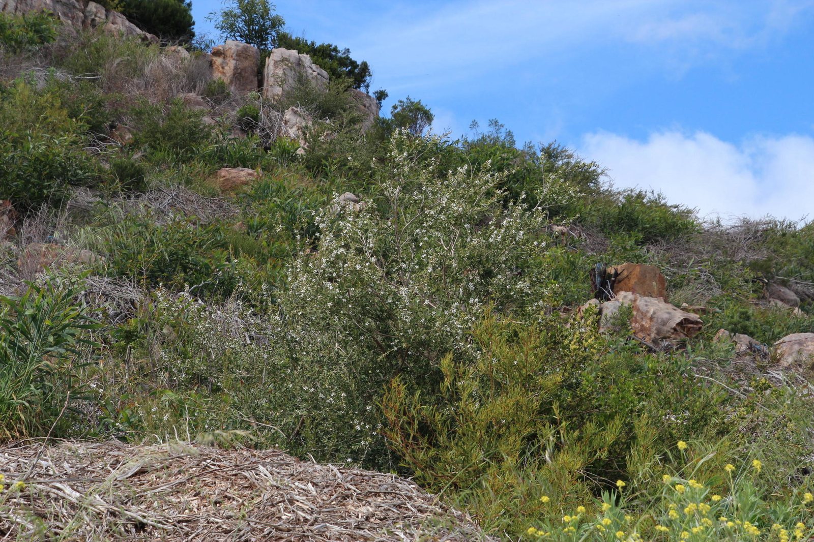 Coast tea tree