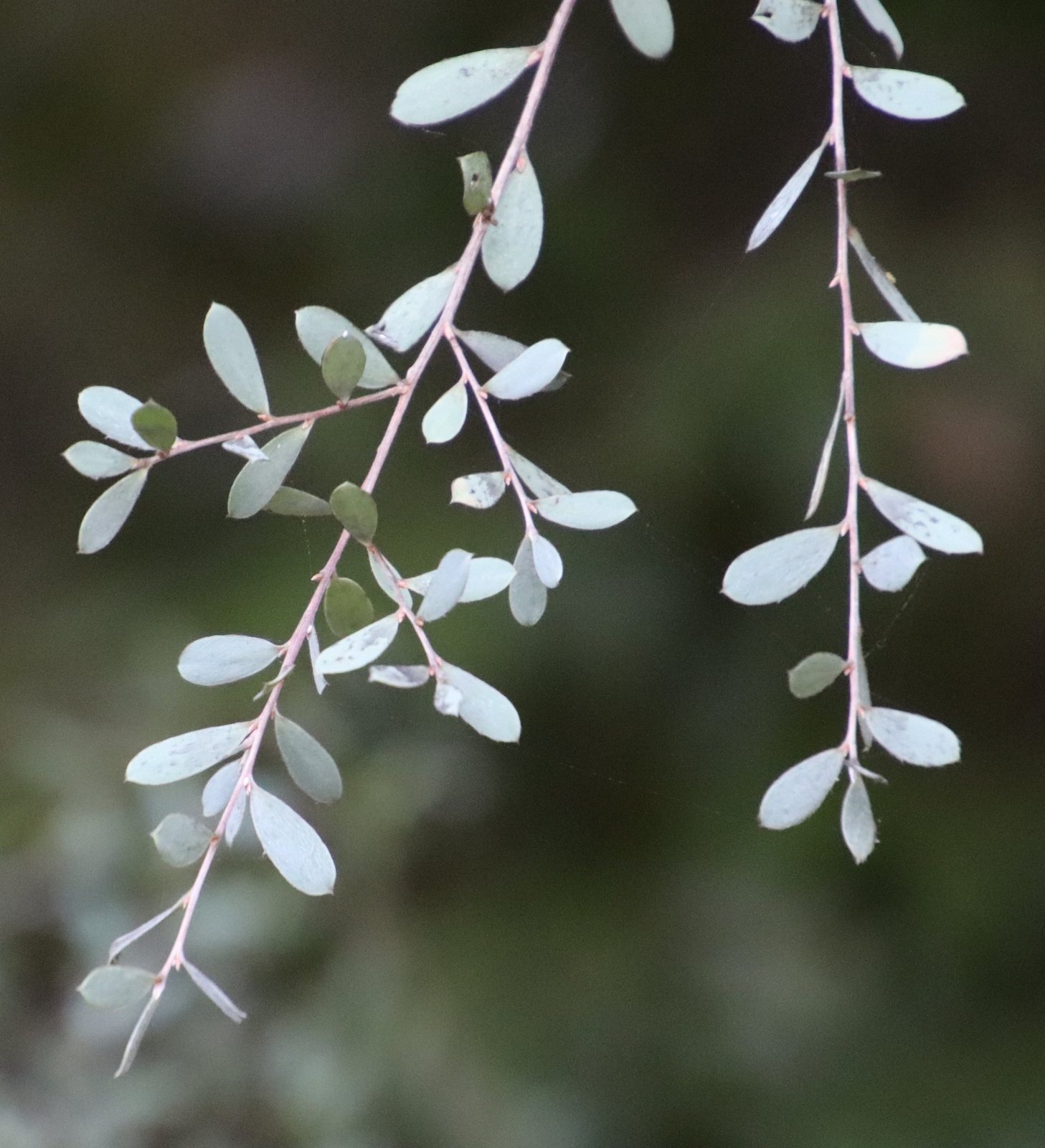 Coast tea tree
