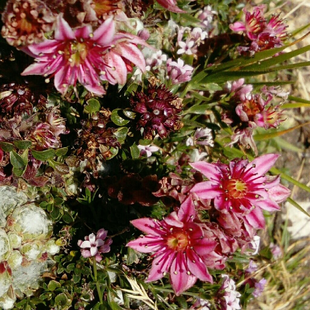 Cobweb houseleek