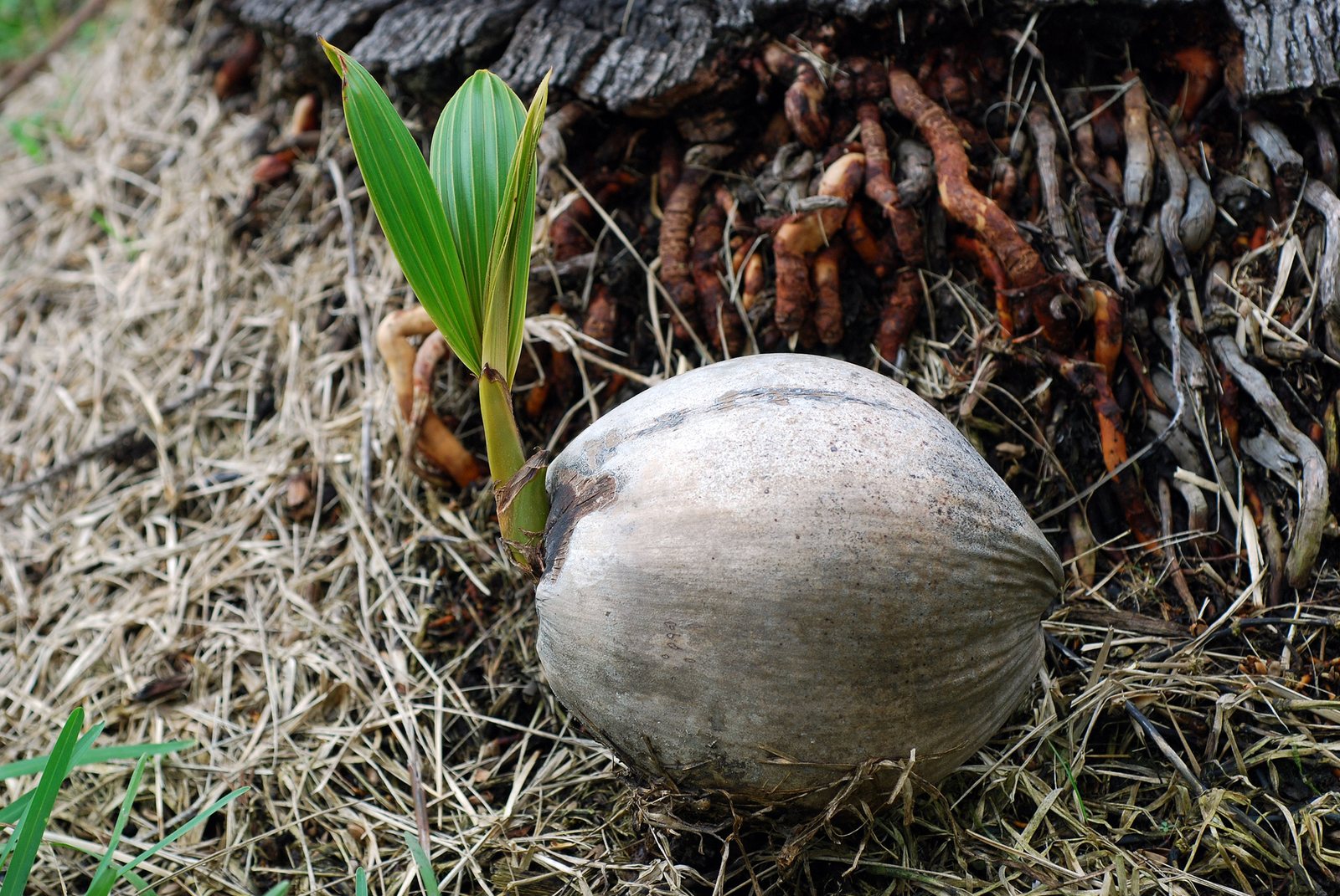 Coconut palm