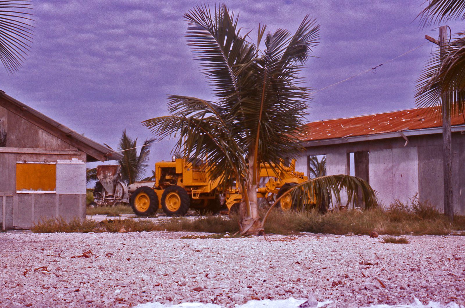 Coconut palm