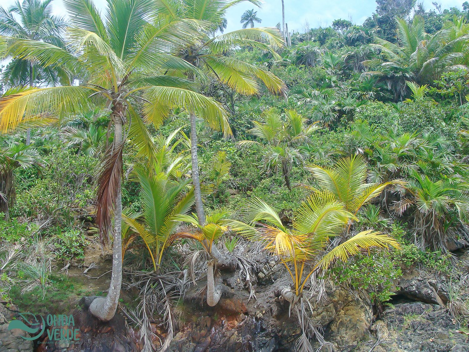 Coconut palm