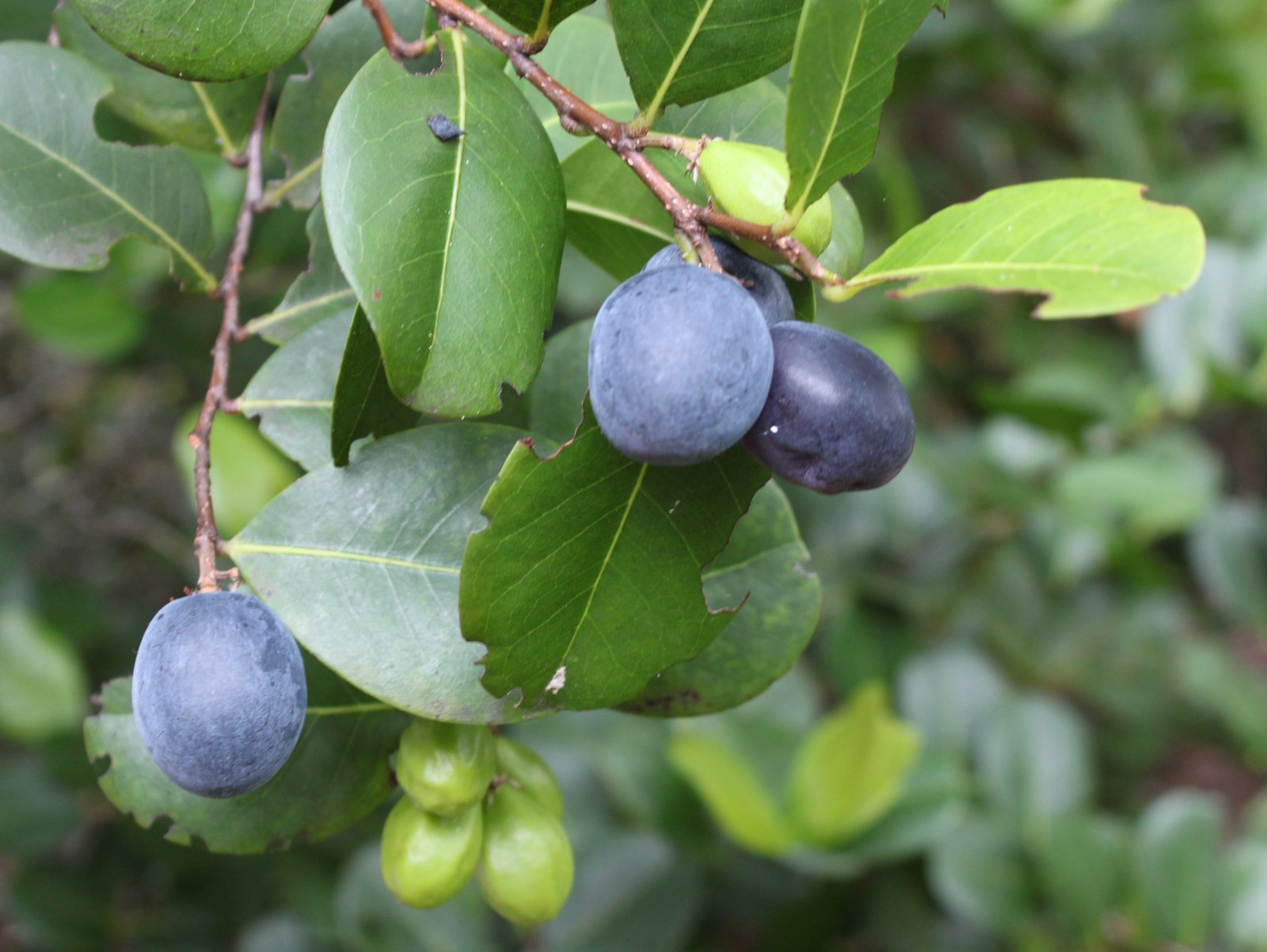 Cocoplum