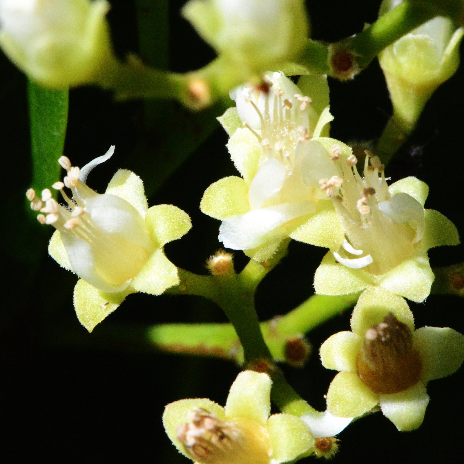 Cocoplum