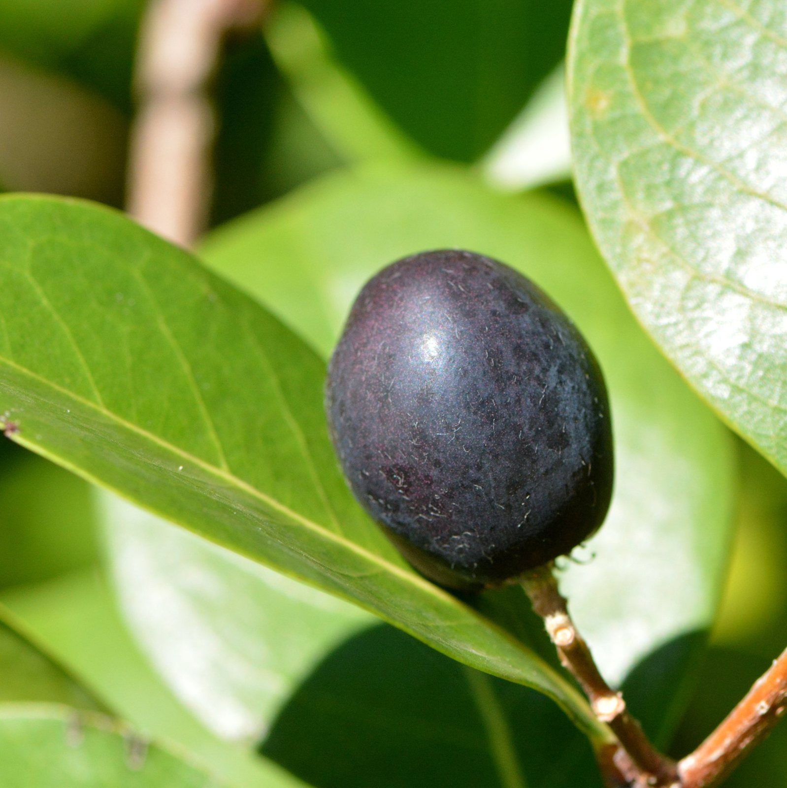 Cocoplum