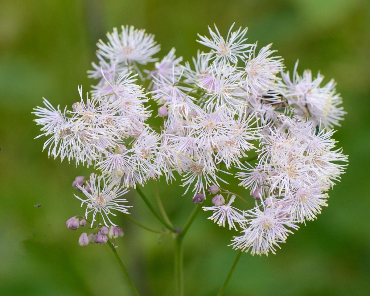 Columbine meadow rue