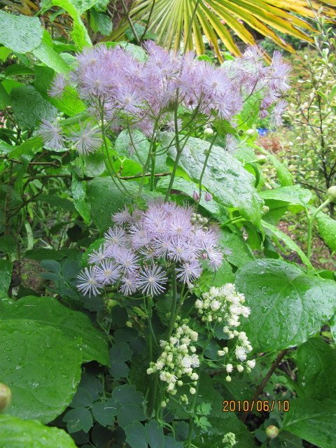 Columbine meadow rue