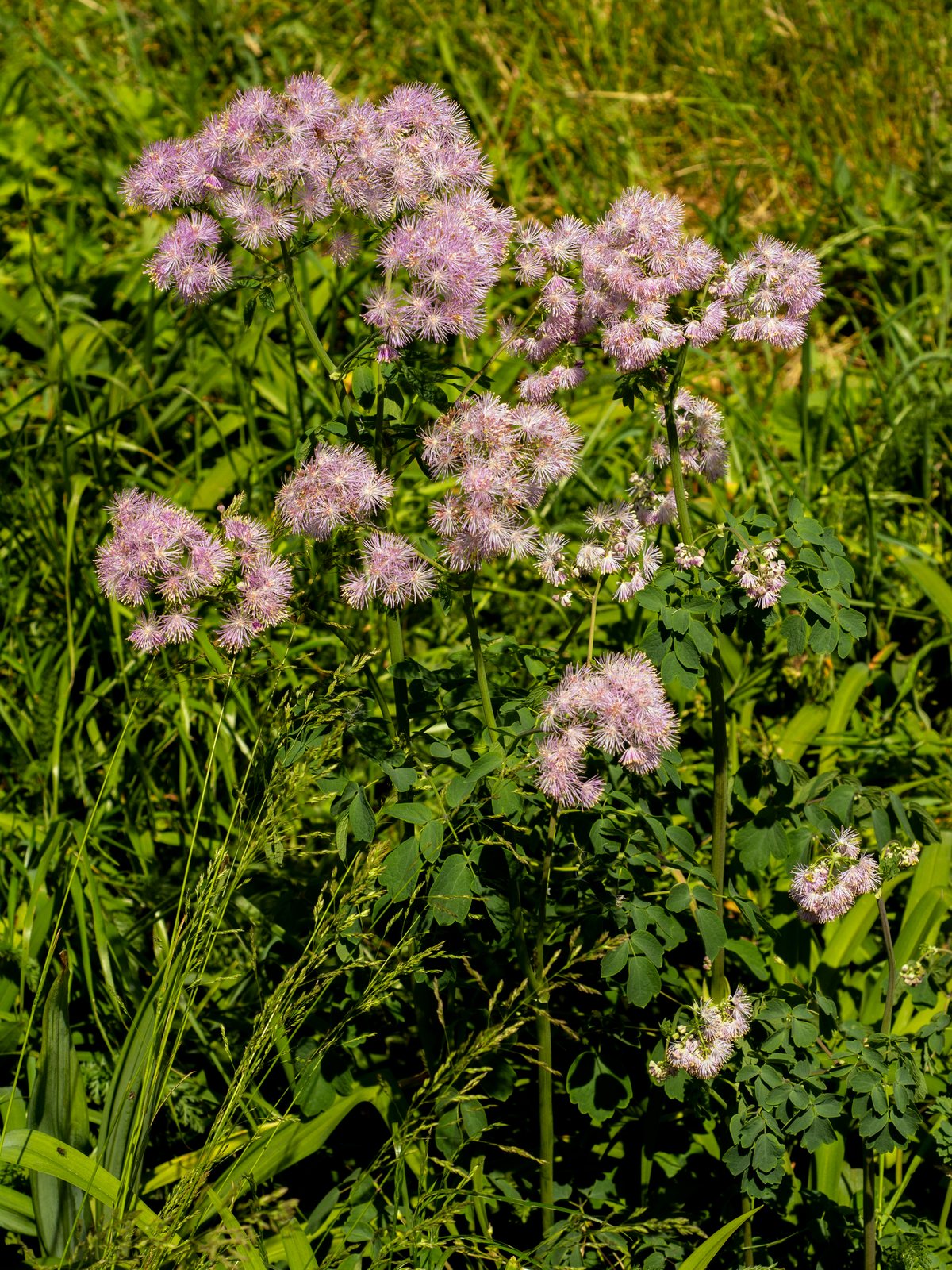 Columbine meadow rue