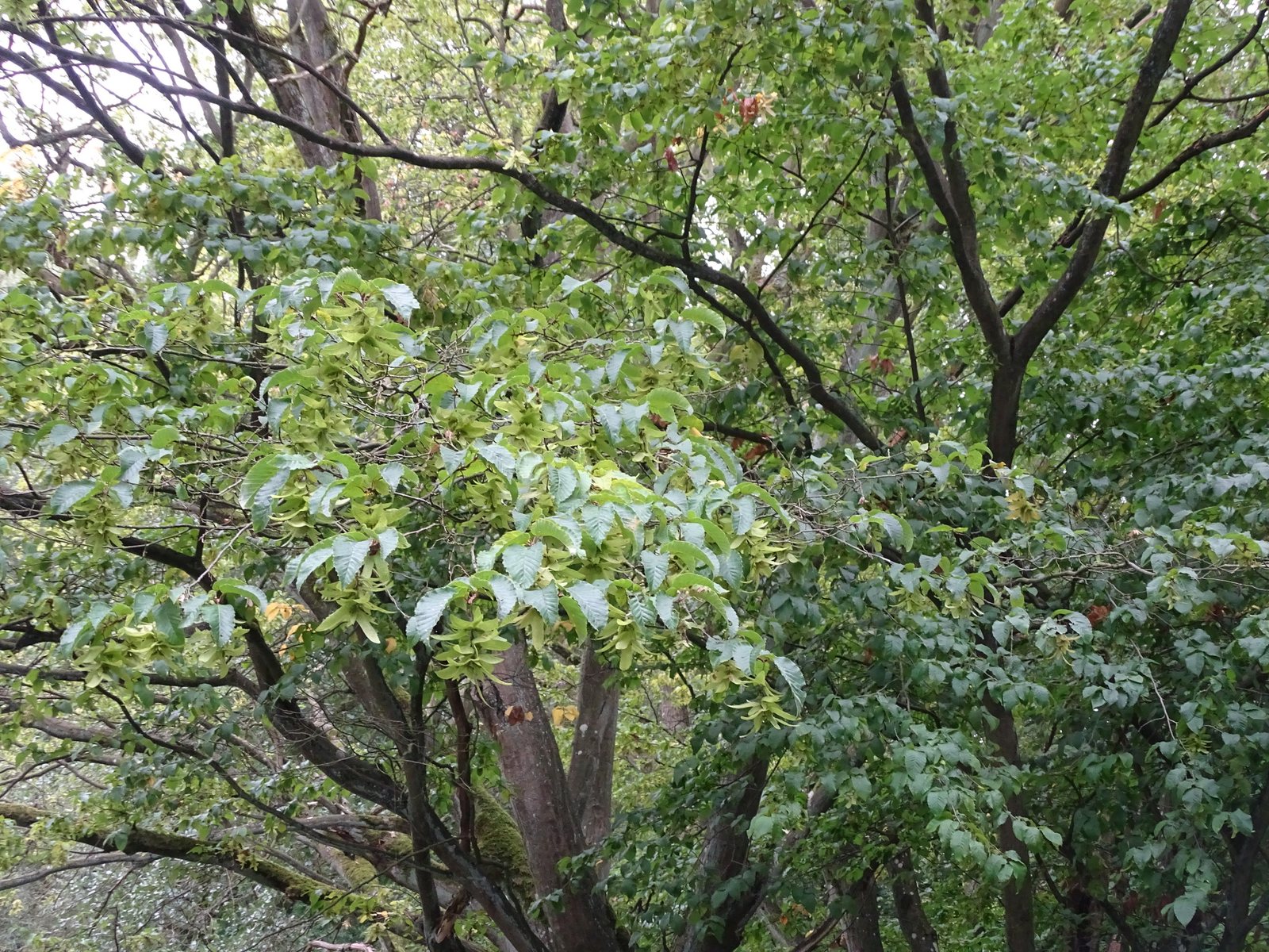 Columnar hornbeam