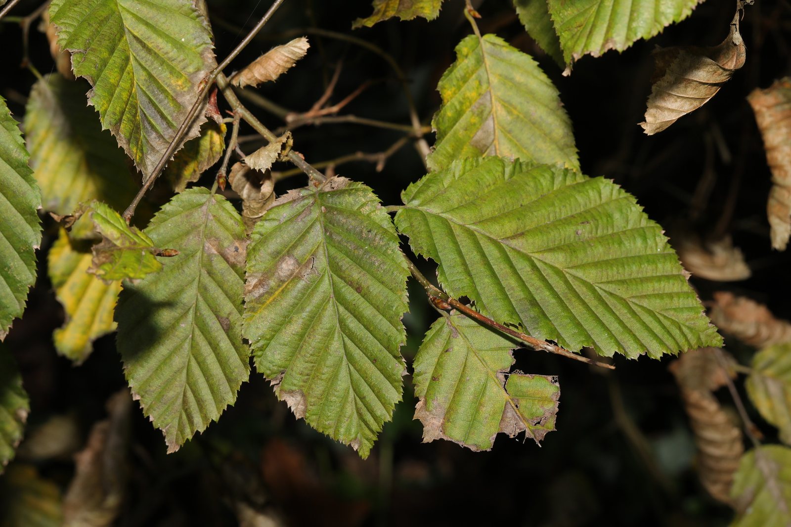 Columnar hornbeam