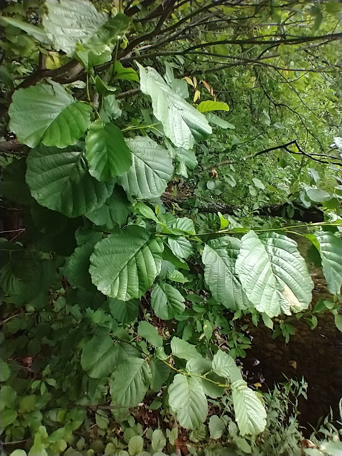 Common alder