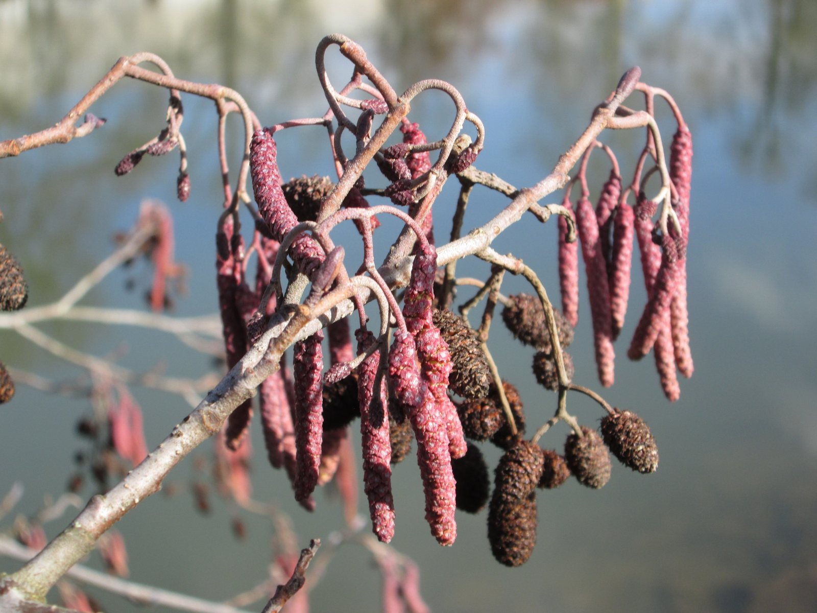 Common alder