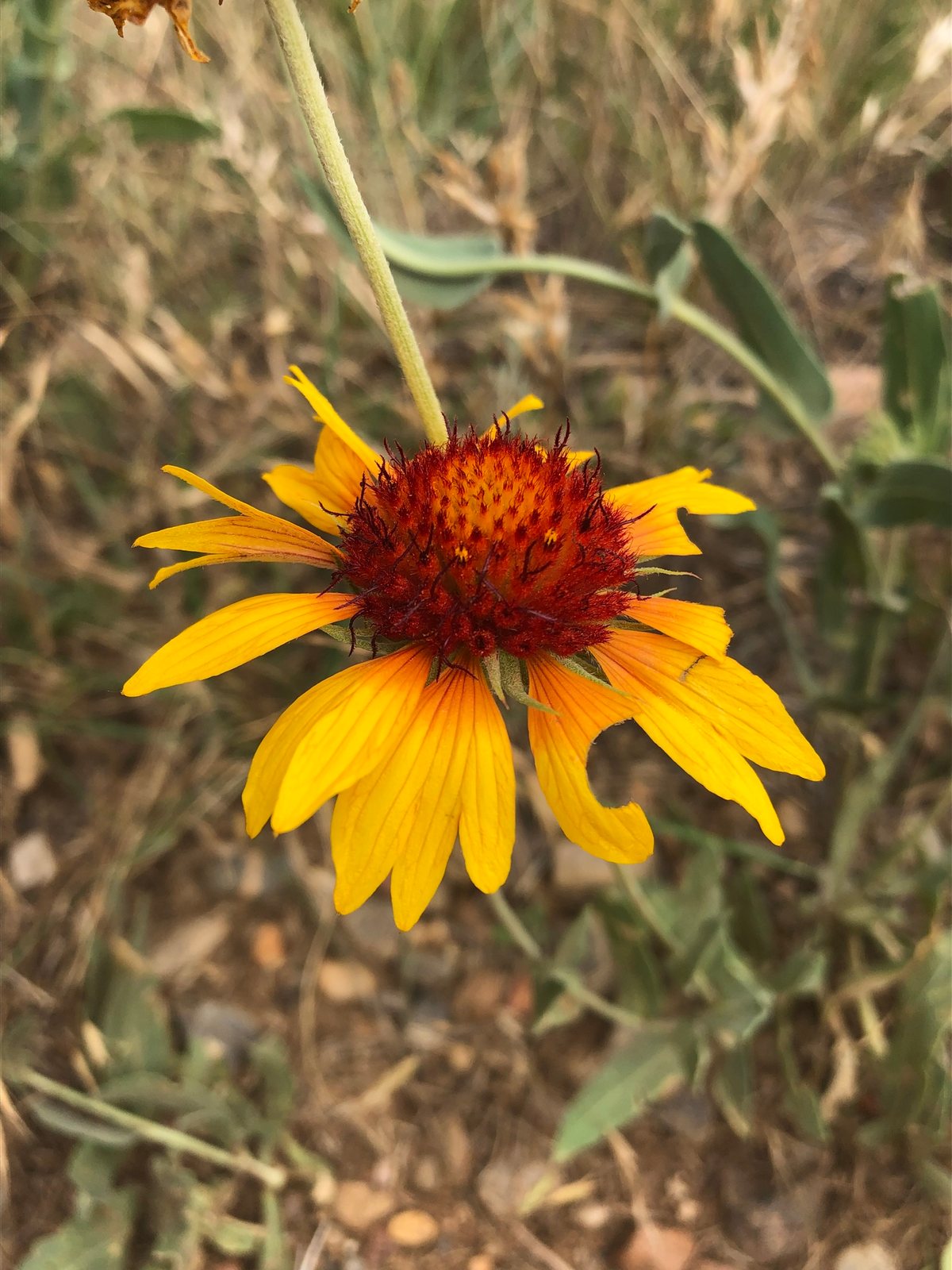 Common blanketflower