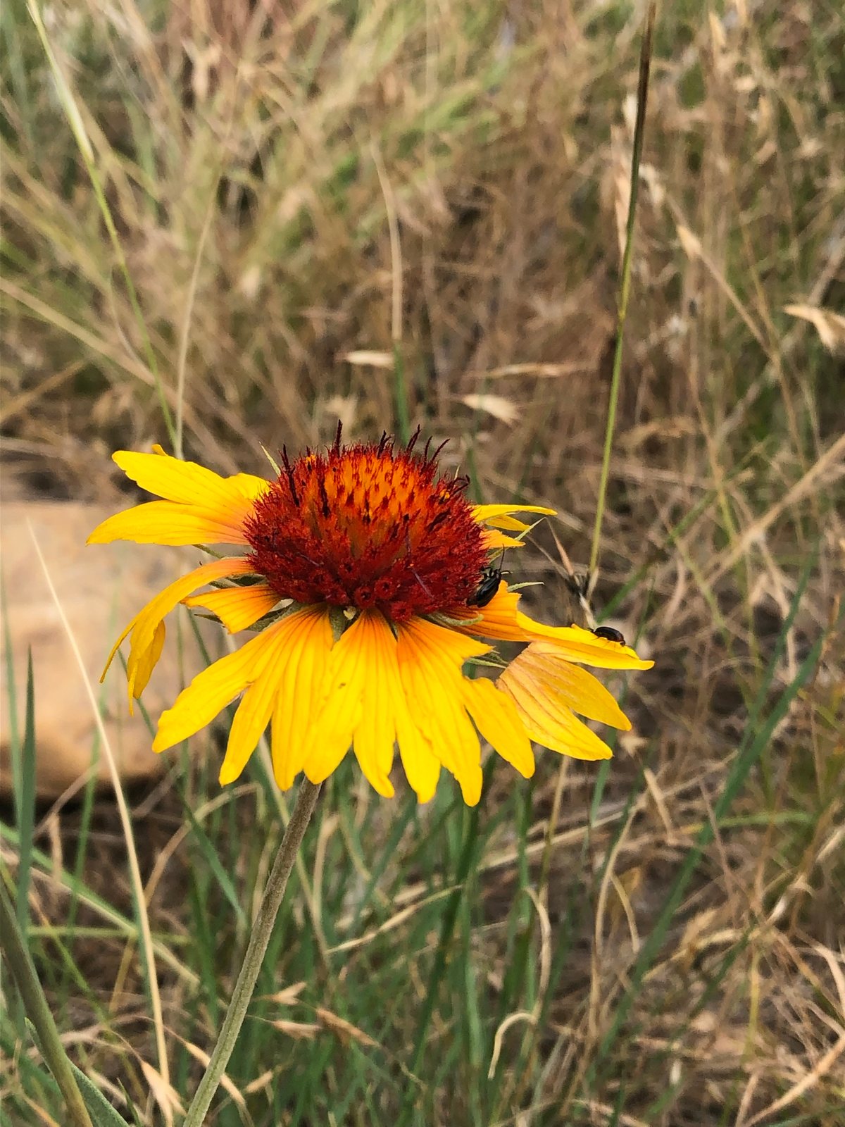 Common blanketflower