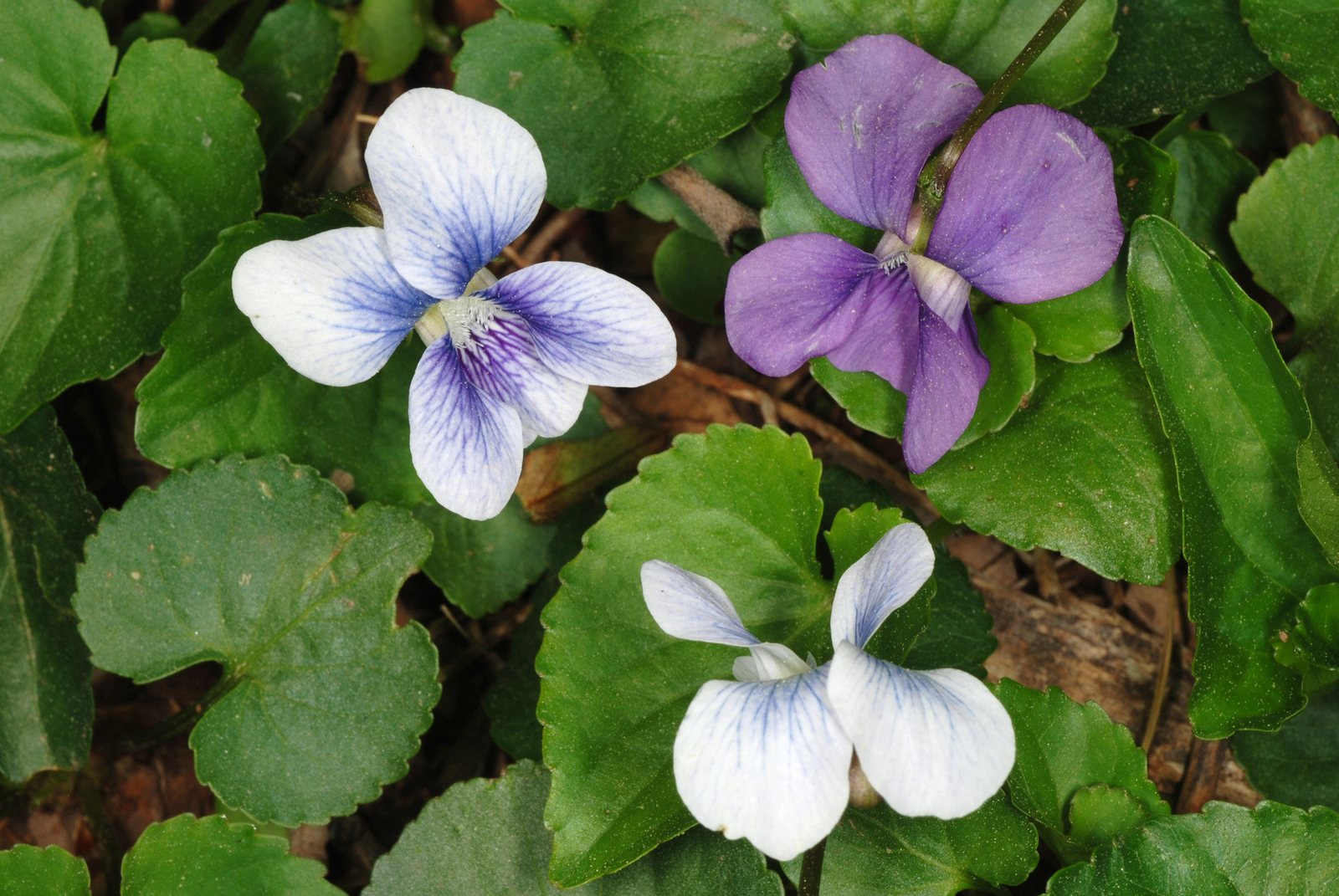 Common blue violet