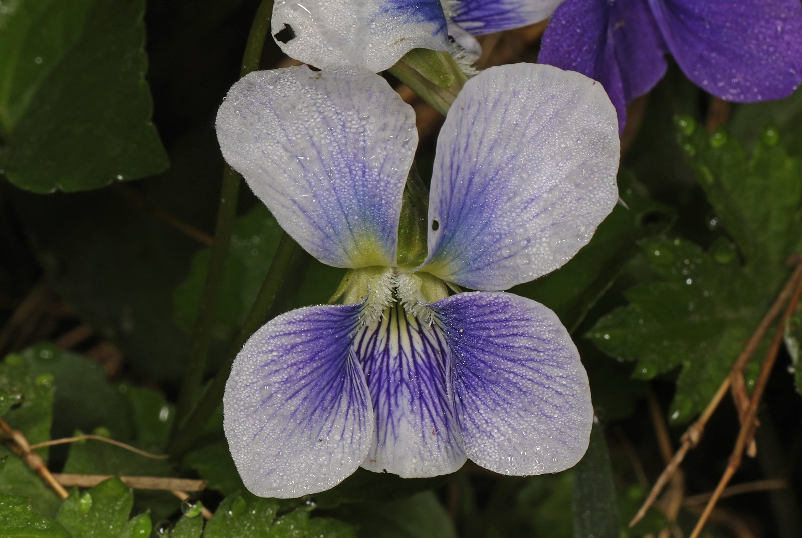 Common blue violet