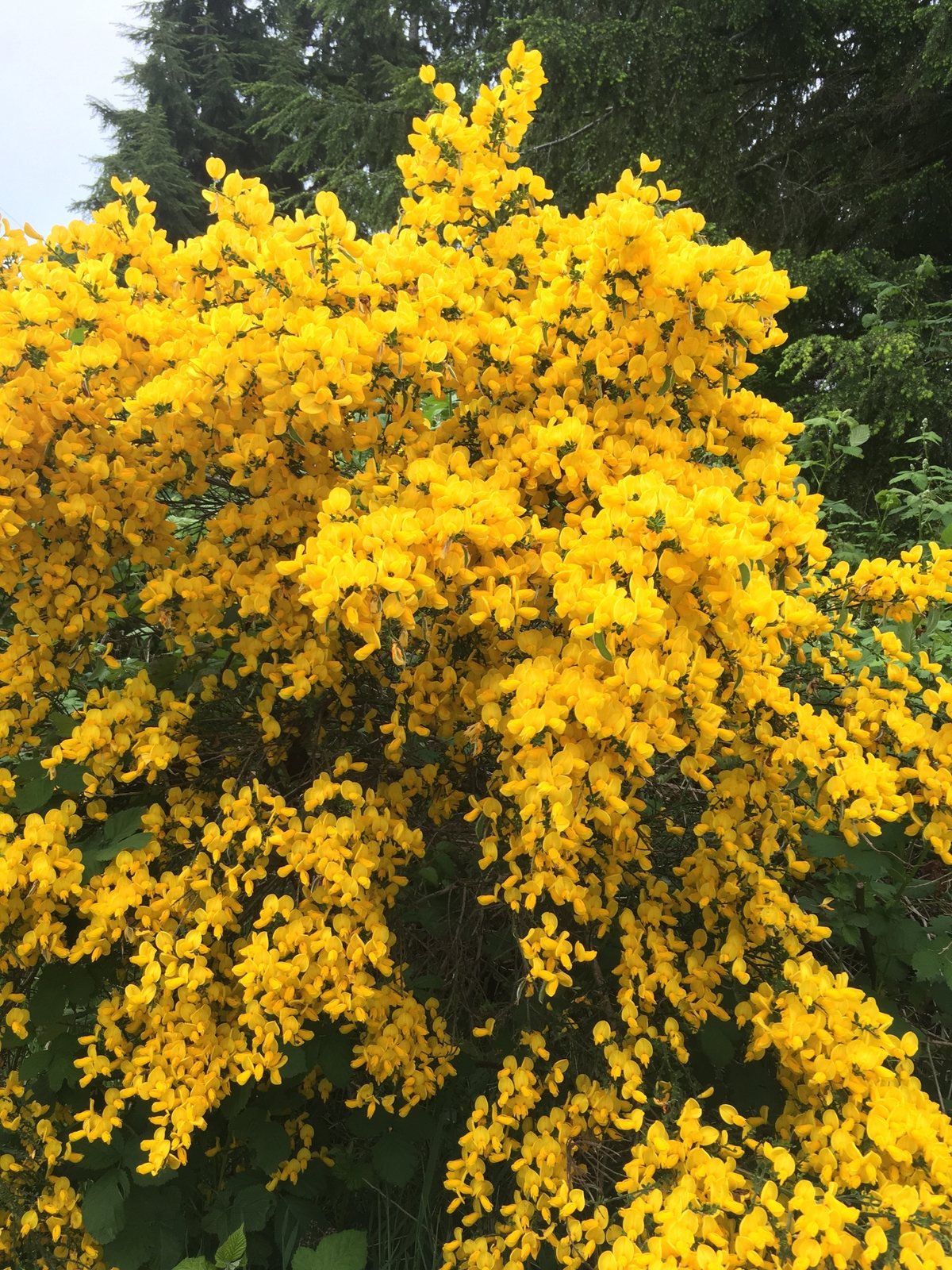 Common broom (Scotch broom)