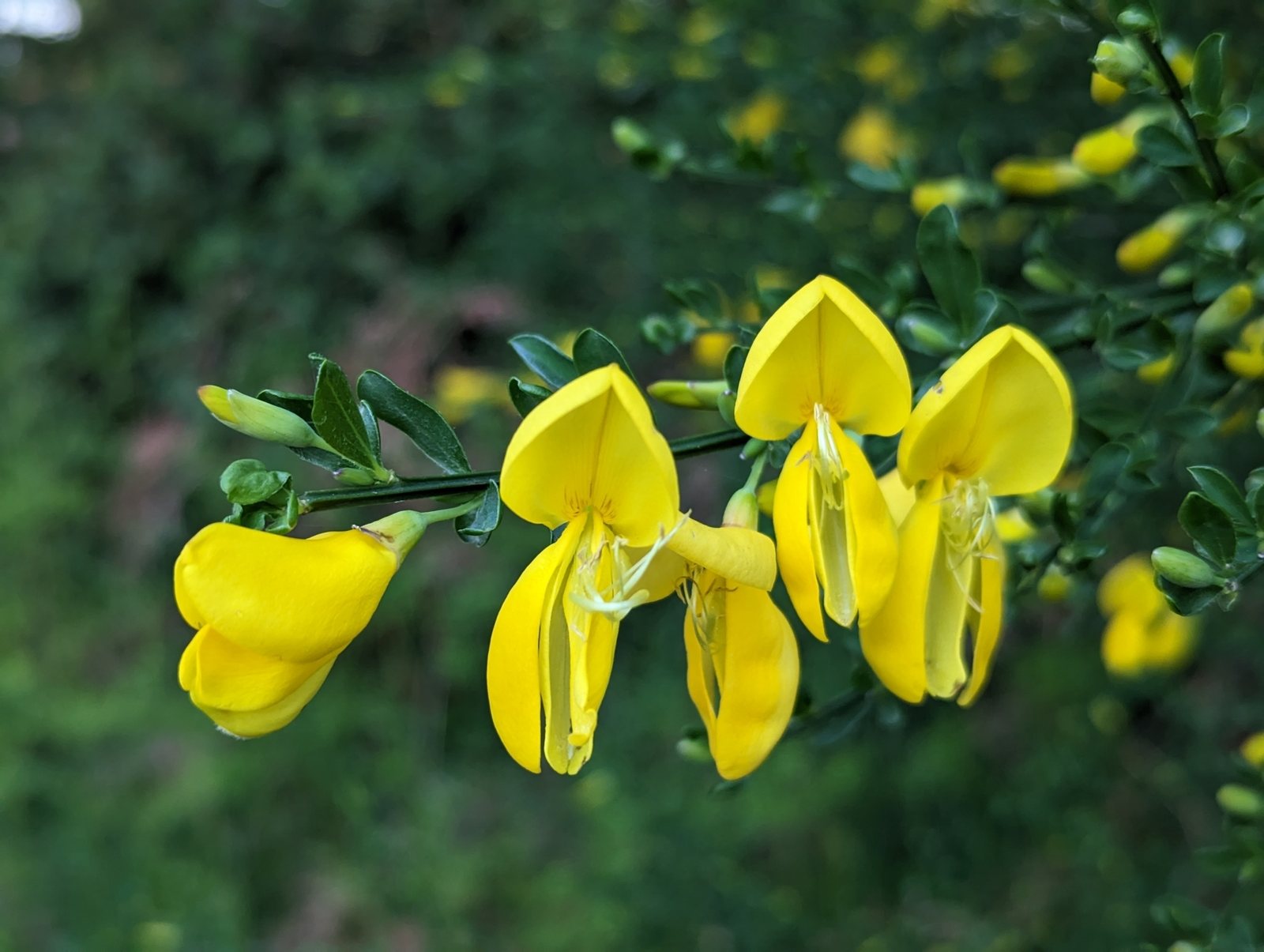 Common broom (Scotch broom)