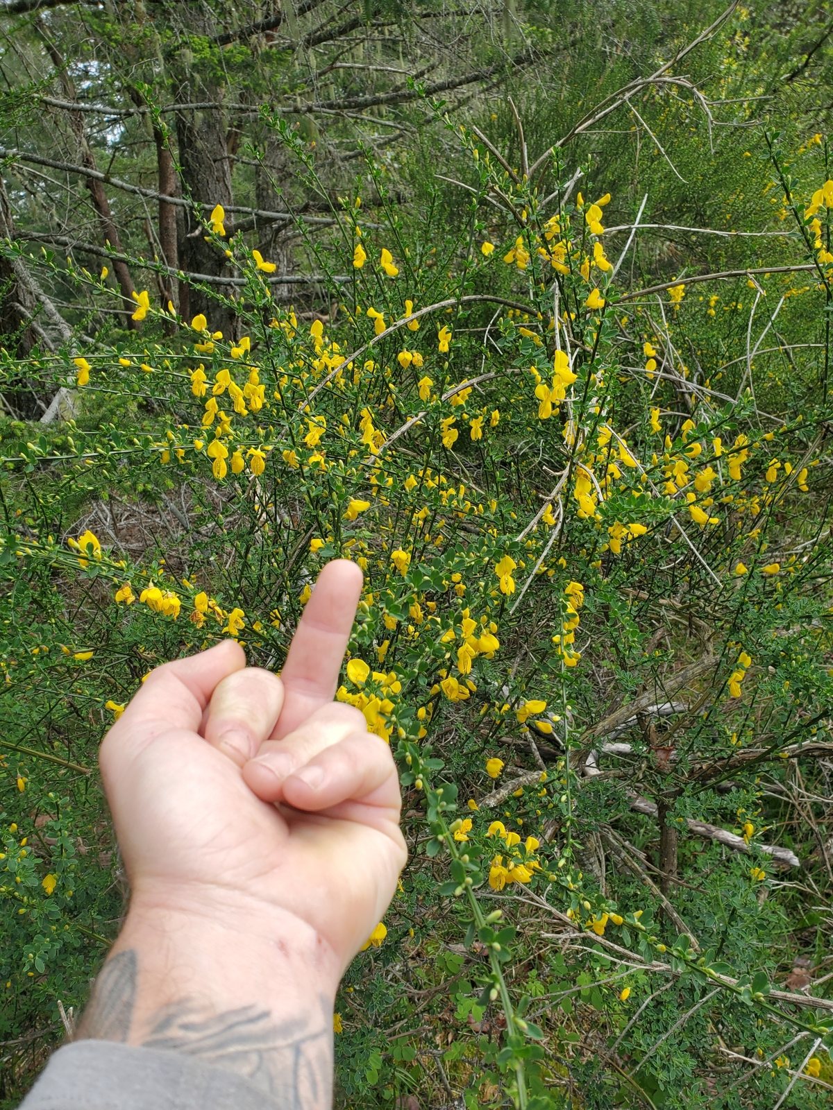 Common broom (Scotch broom)