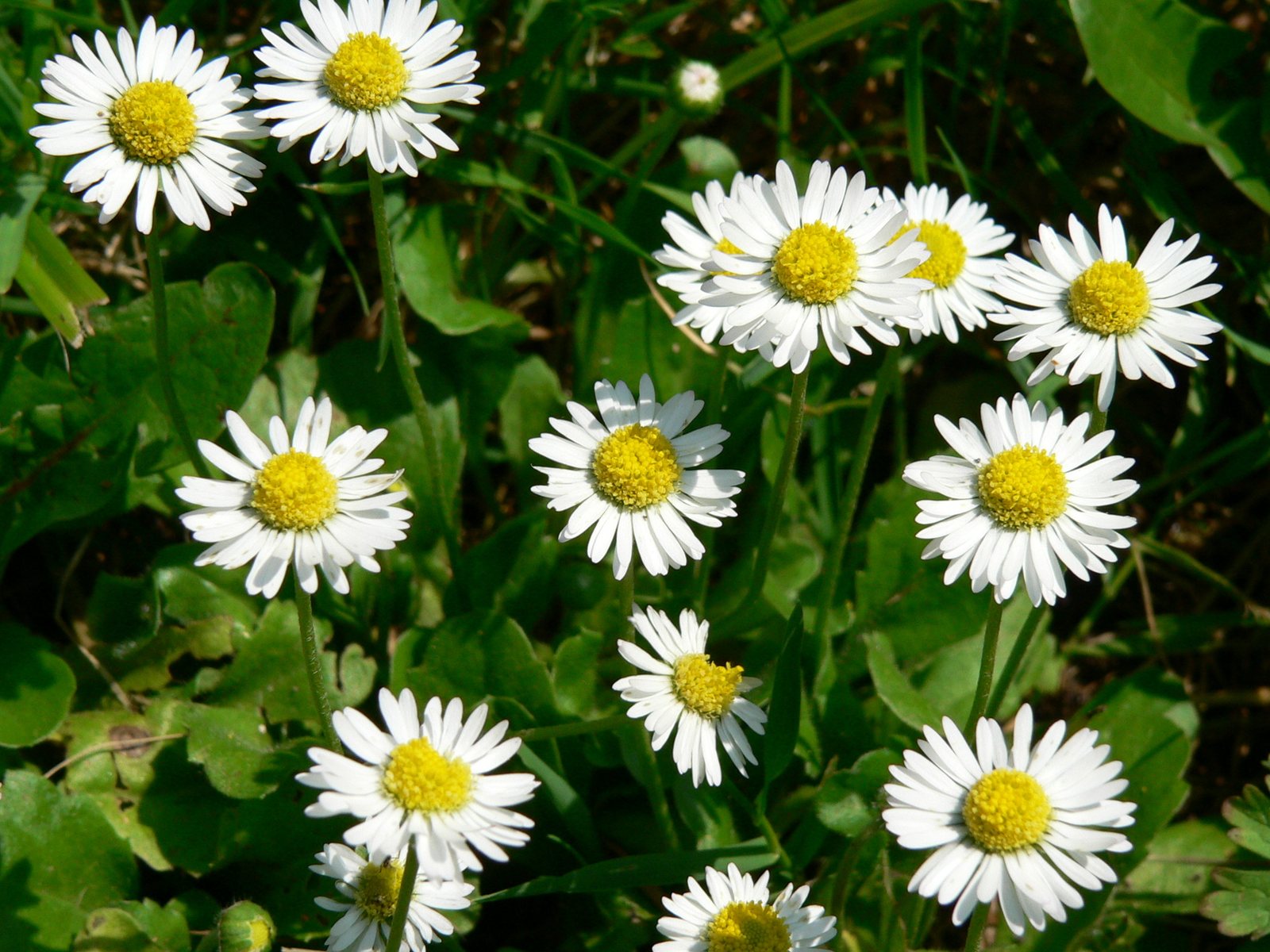 Common daisy