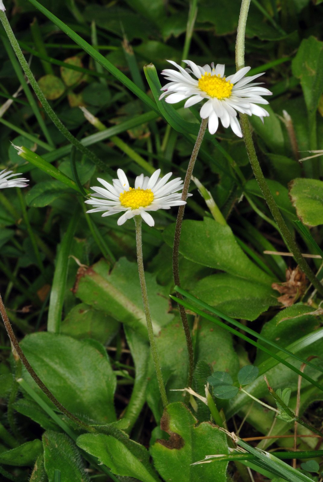 Common daisy