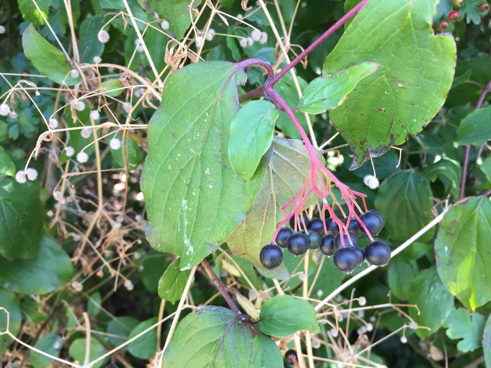Common dogwood